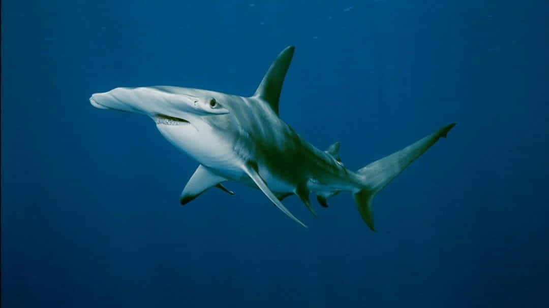 En truende fare vandrer i djupene af havet - Hammerhoved hajen. Wallpaper