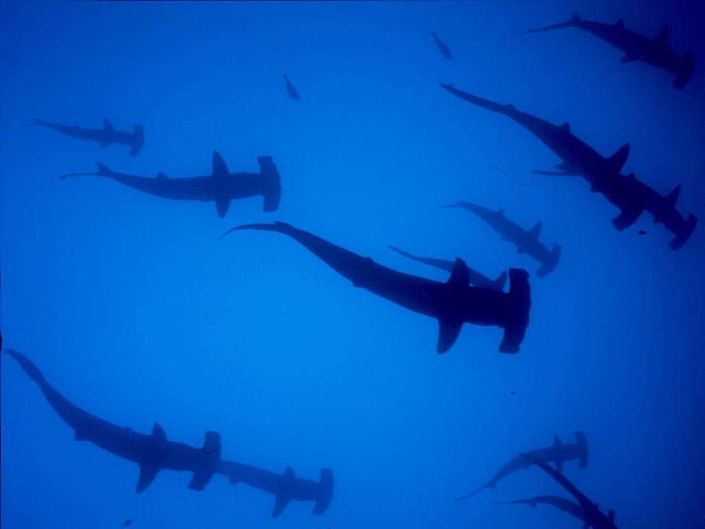 A Group Of Sharks Swimming In The Water Wallpaper