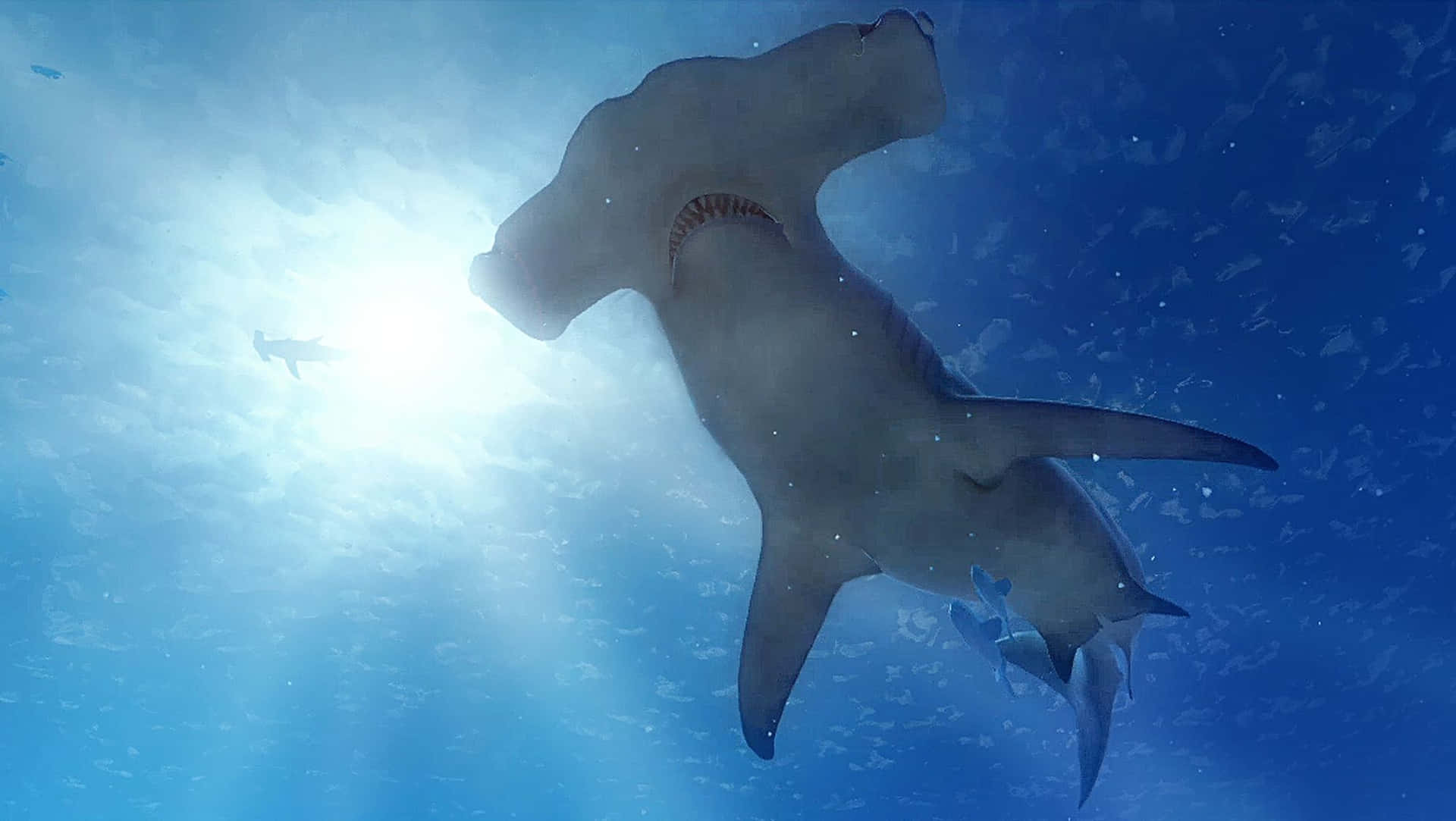 Hammerhoved Shark, en af de smukkeste og mest frygtede havdyr, er nu på dit tapet. Wallpaper