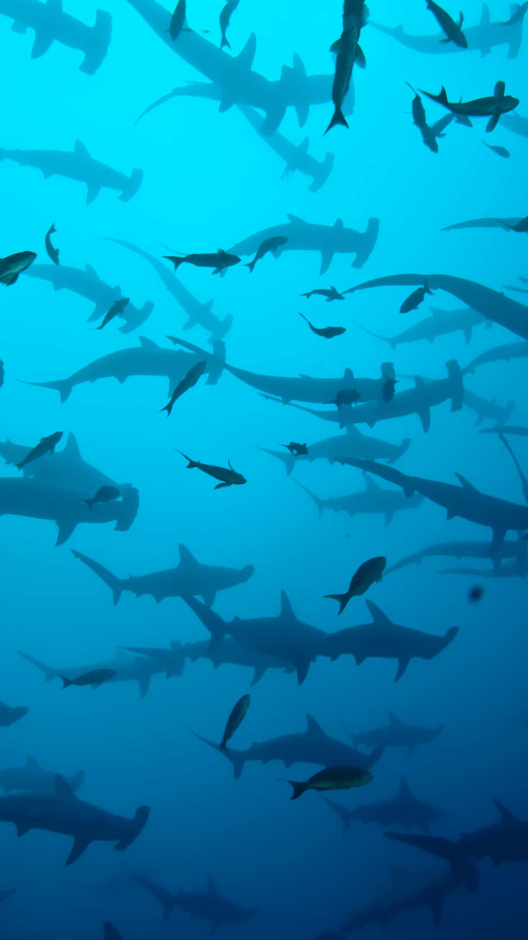 Umgrande Grupo De Tubarões Nadando No Oceano. Papel de Parede