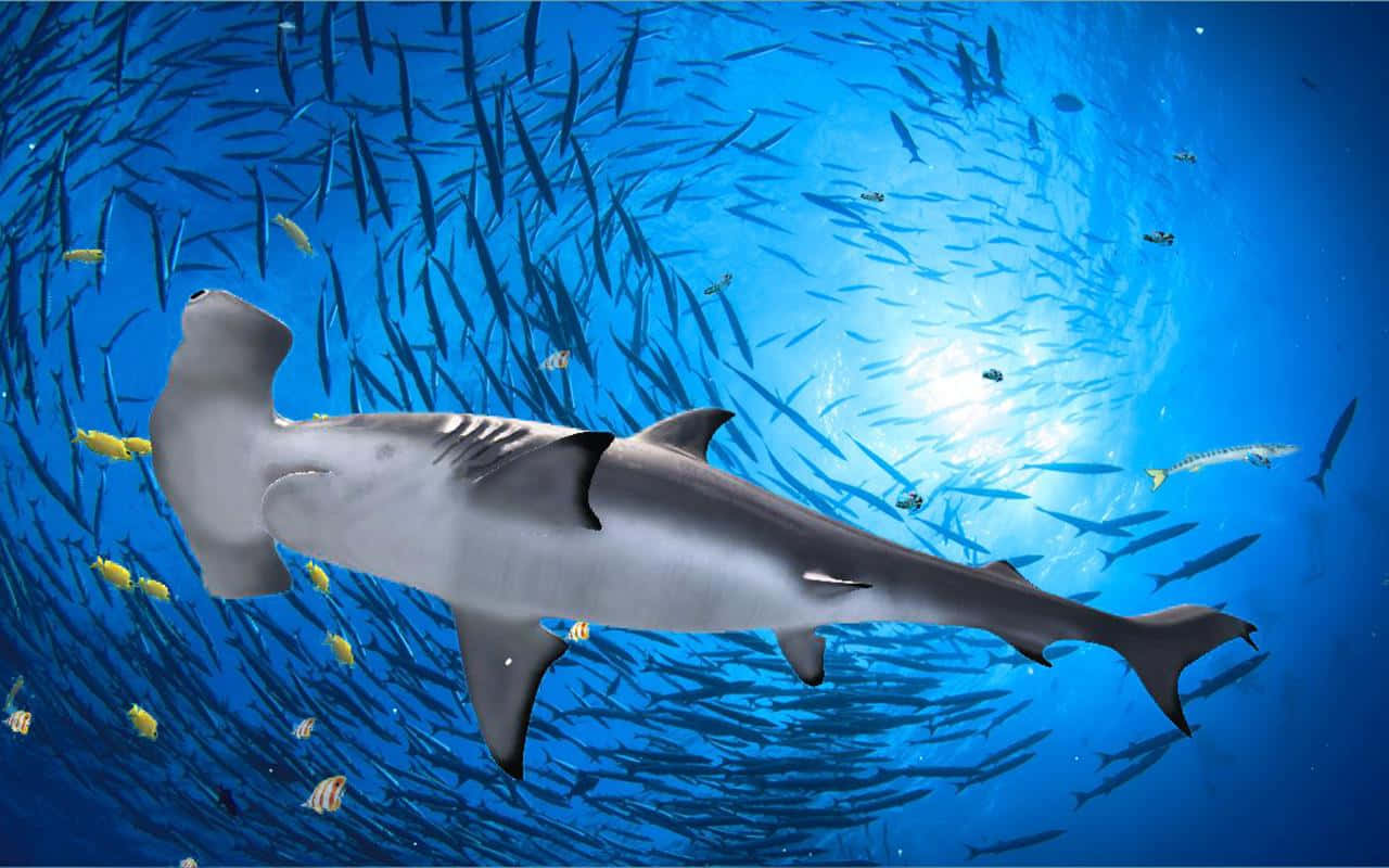 A frighteningly beautiful hammerhead shark glides through the ocean depths. Wallpaper