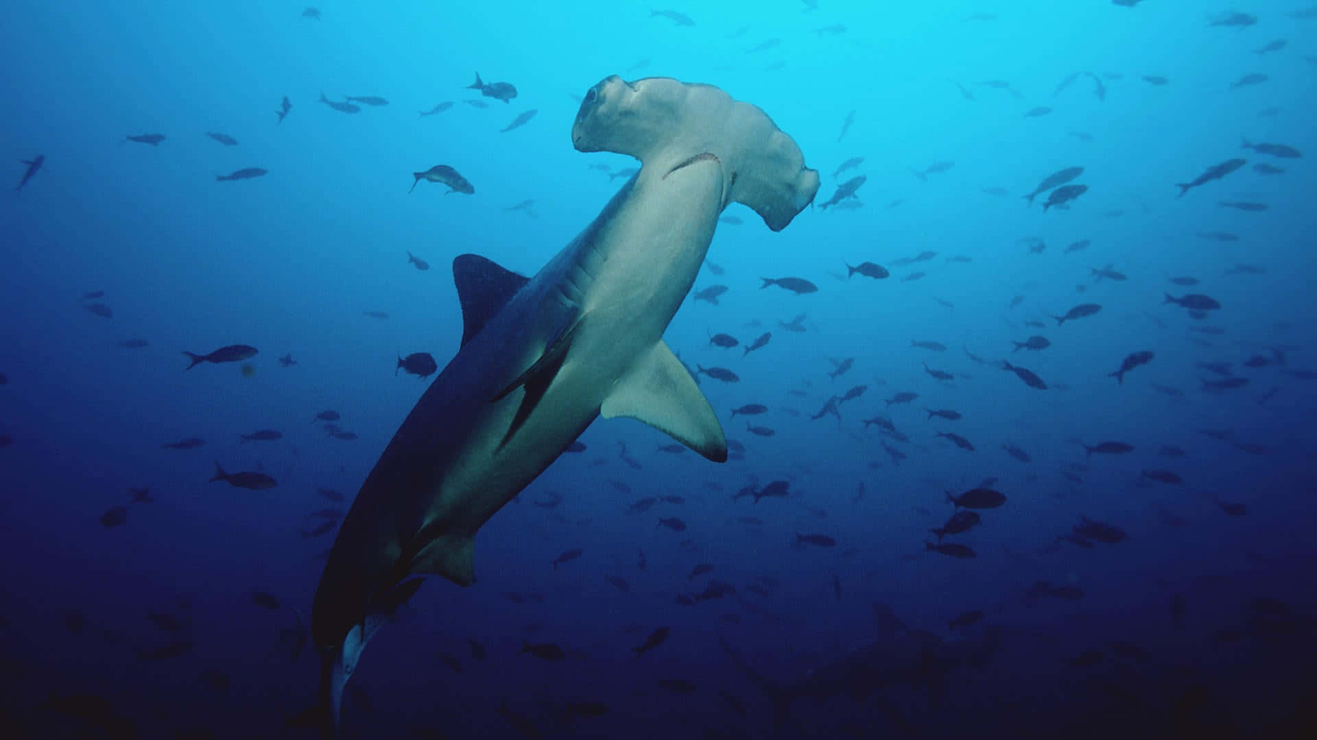 A Hammerhead Shark Enjoying The Oceans Wallpaper