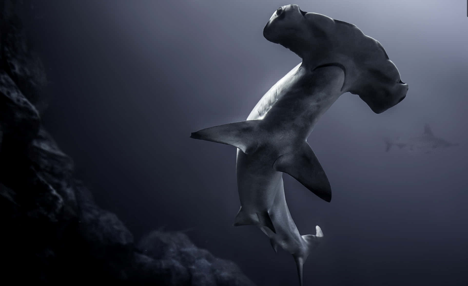 Lumsk Hammerhoved Hai Cirkler i Havet Wallpaper