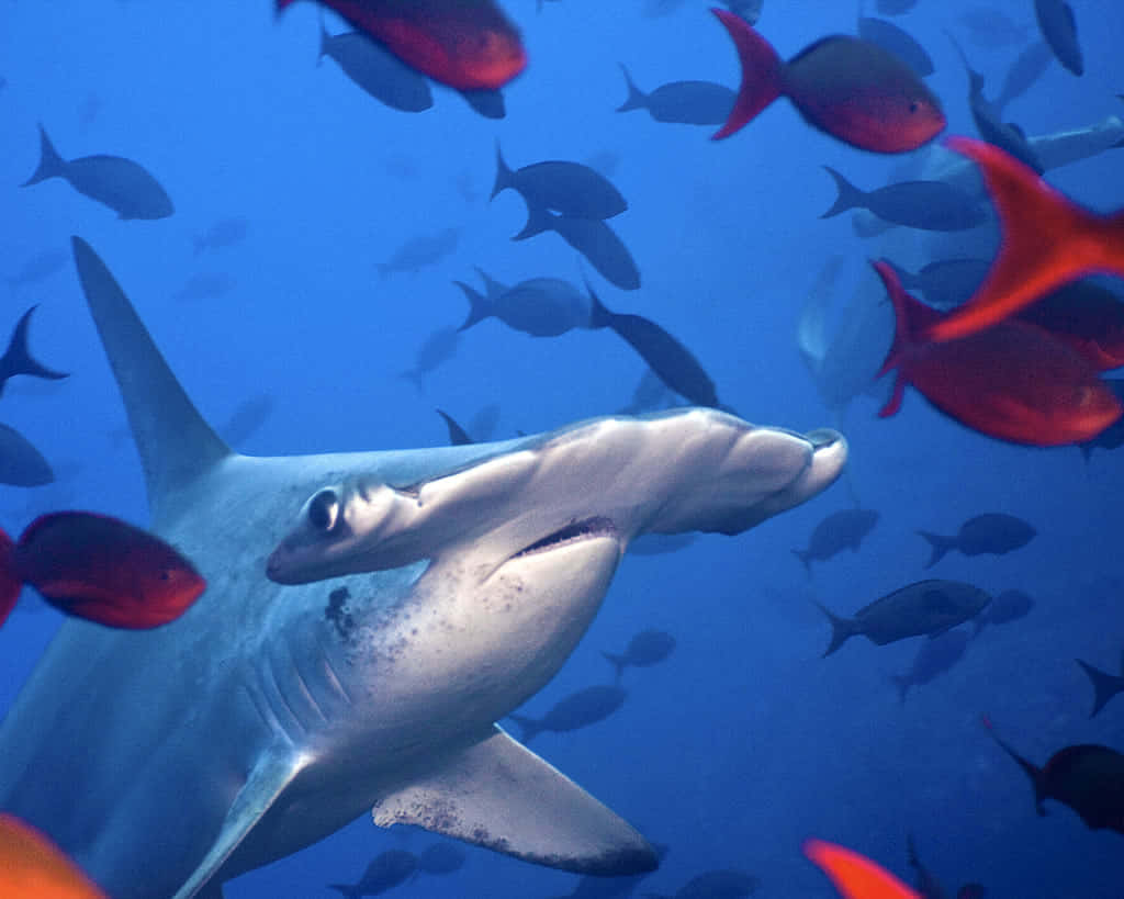 Billede Af En Tæt På Hammerhovedet Shark Svømning I Det Klare Blå Vand Wallpaper
