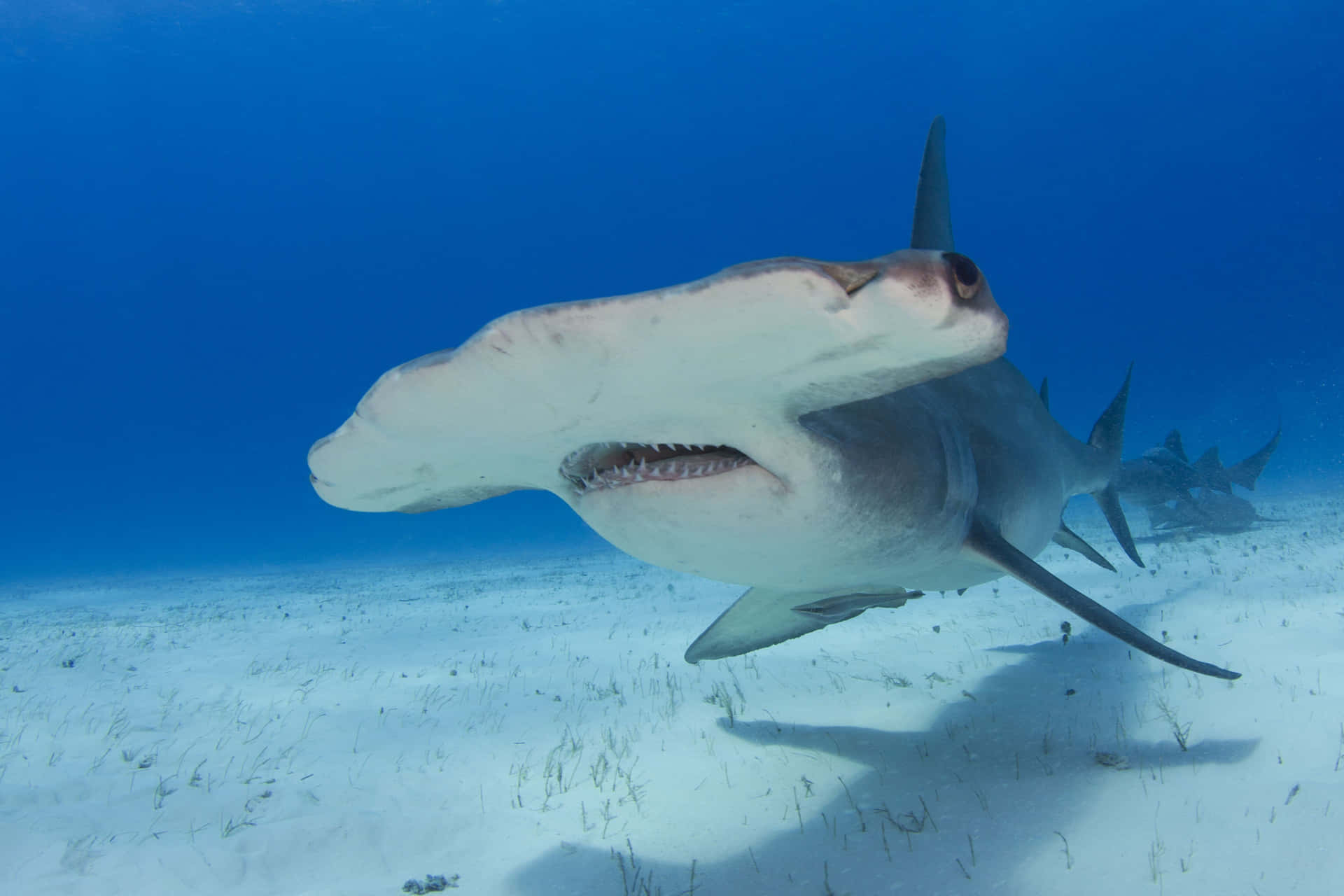 En hammerhoved shark svømmer under vand Wallpaper