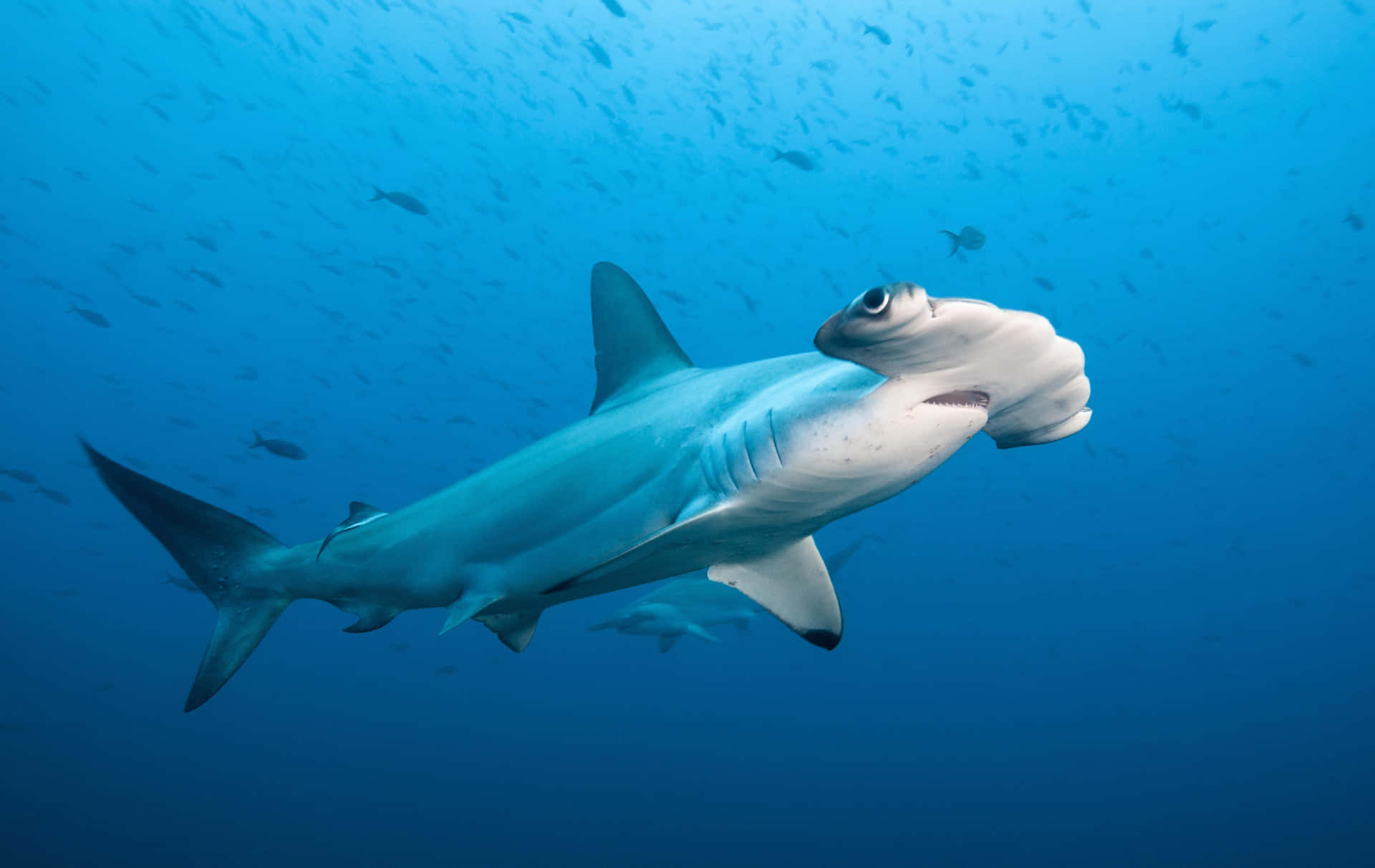 Curious Hammerhead Shark Wallpaper