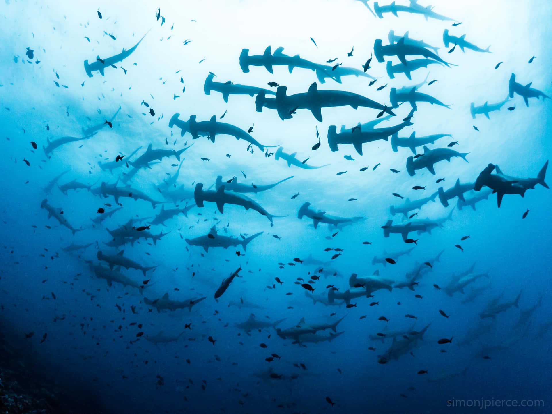 Tubarãomartelo Nadando Em Águas Tropicais. Papel de Parede