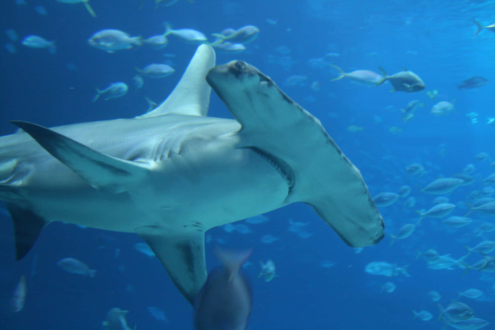 A hammerhead shark swims in its natural habitat Wallpaper