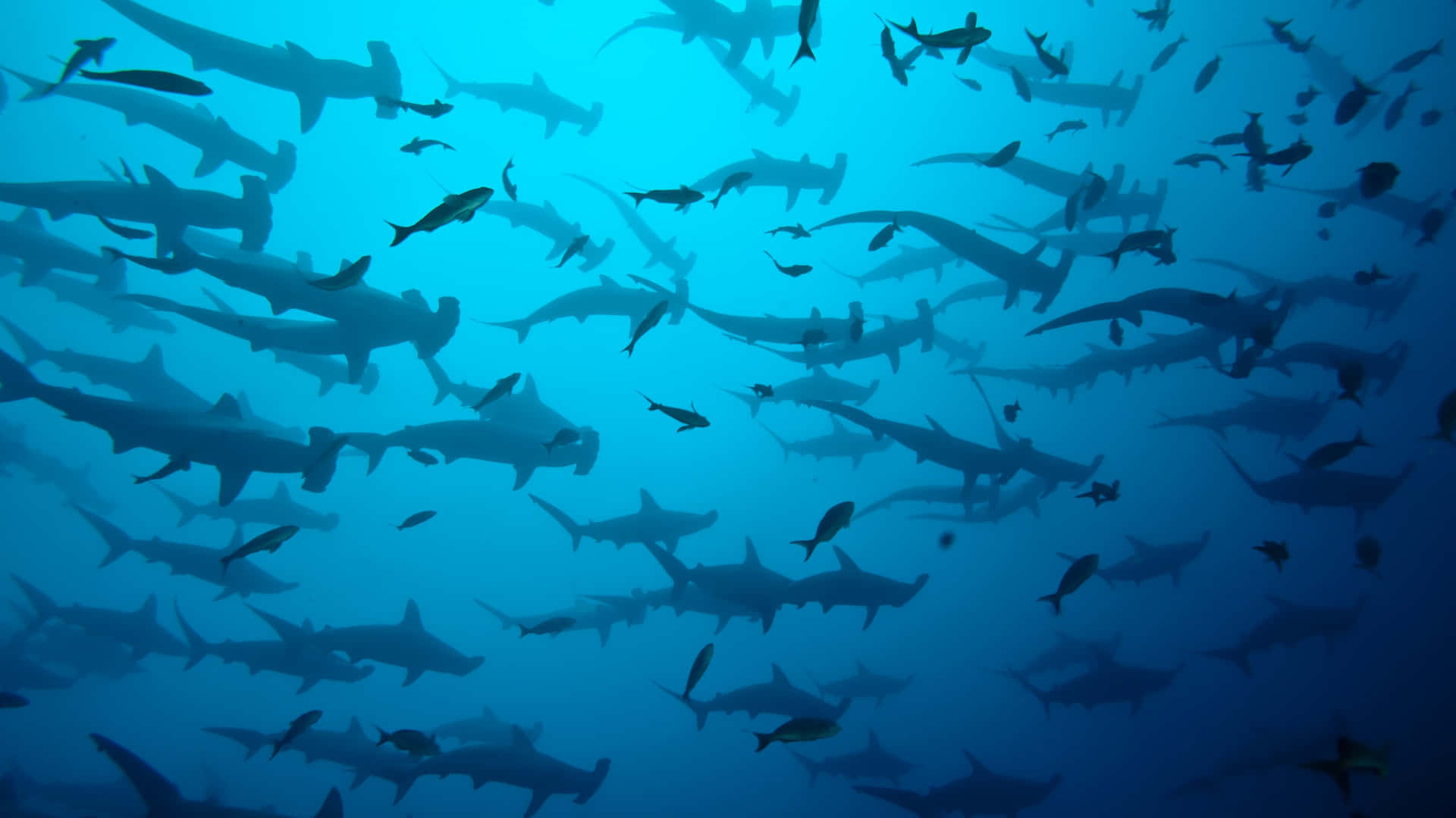Et nært kig på en Hammerhoved Shark Wallpaper