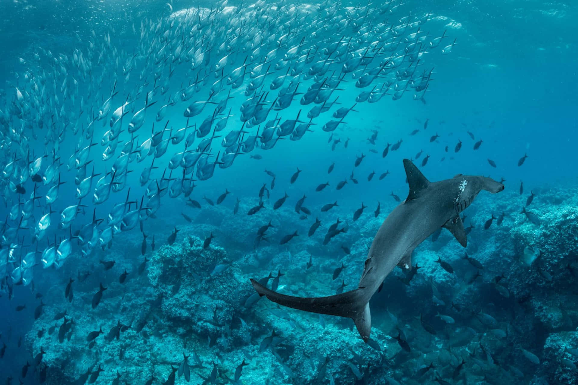 "Watch Out! Hammerhead Shark Lurking In The Deep." Wallpaper