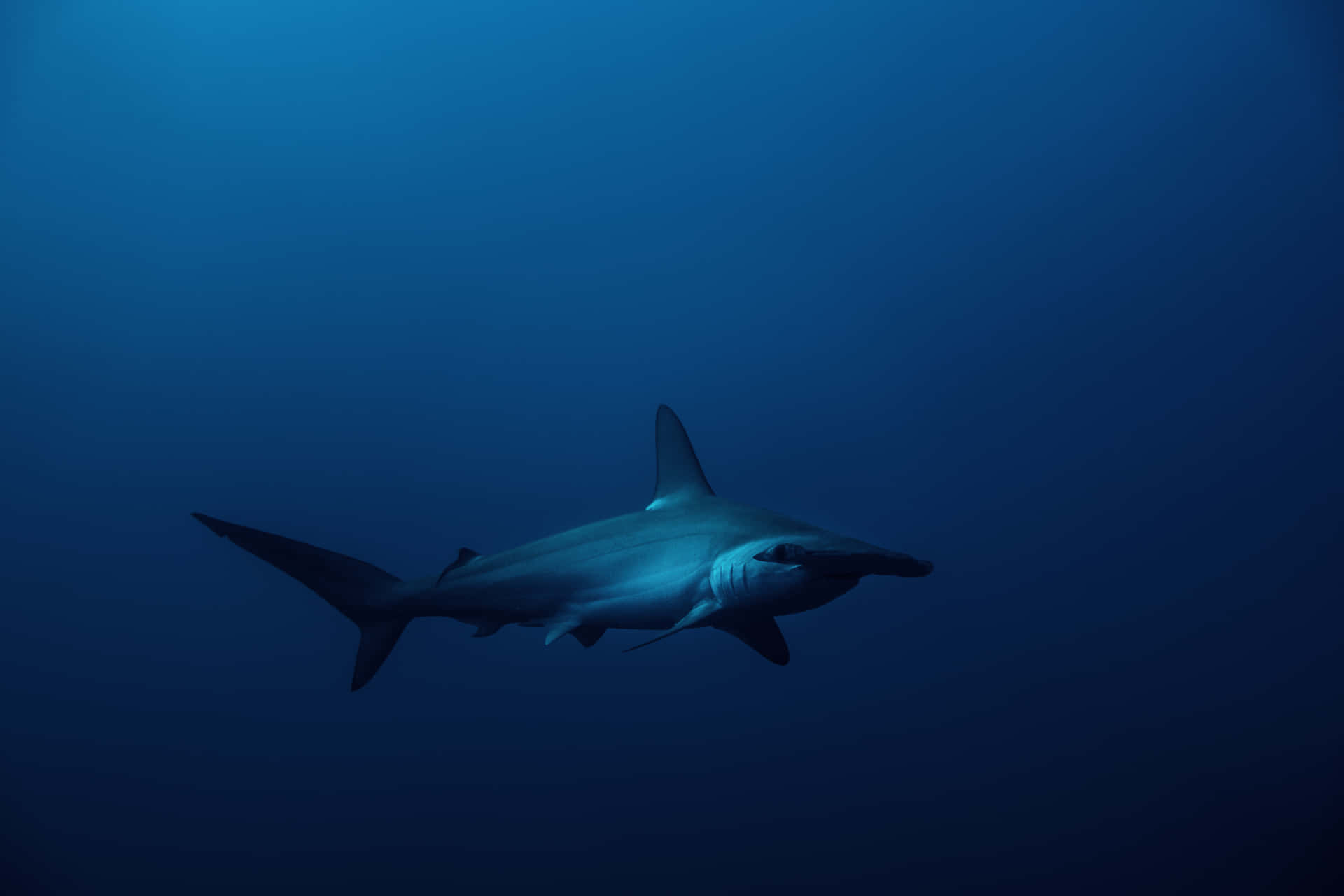 A Hammerhead Shark Swimming in the Caribbean Sea Wallpaper