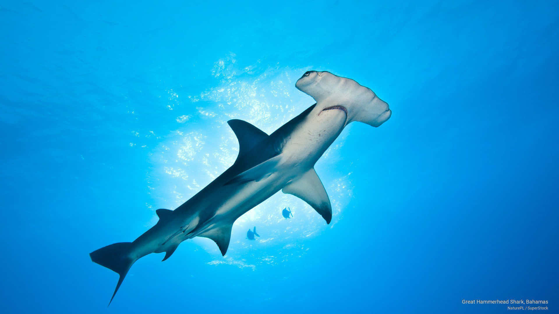 Majestic Hammerhead Shark Cruising in Ocean Wallpaper