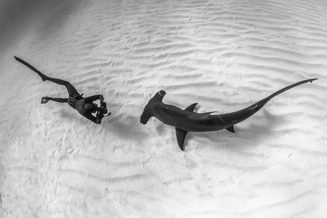 Smuk Hammerhoved Shark Svømme Gennem Havet Wallpaper