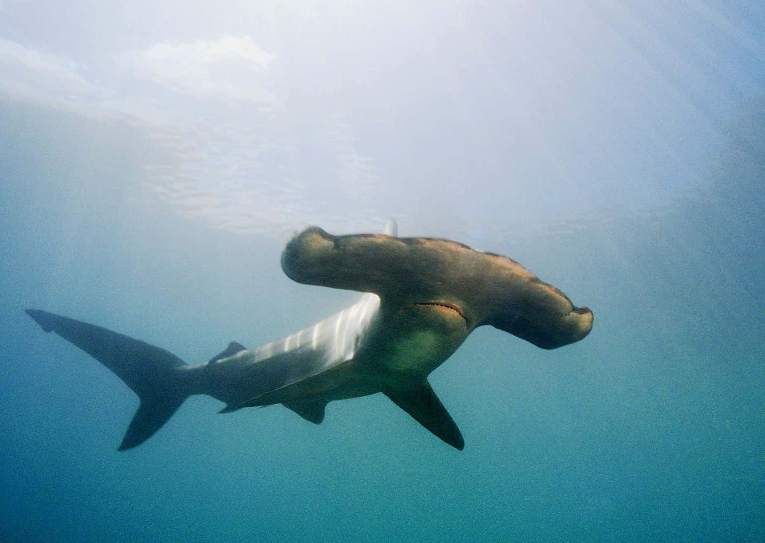 Einenahaufnahme Eines Einschüchternden Hammerhai In Der Blauen See Wallpaper
