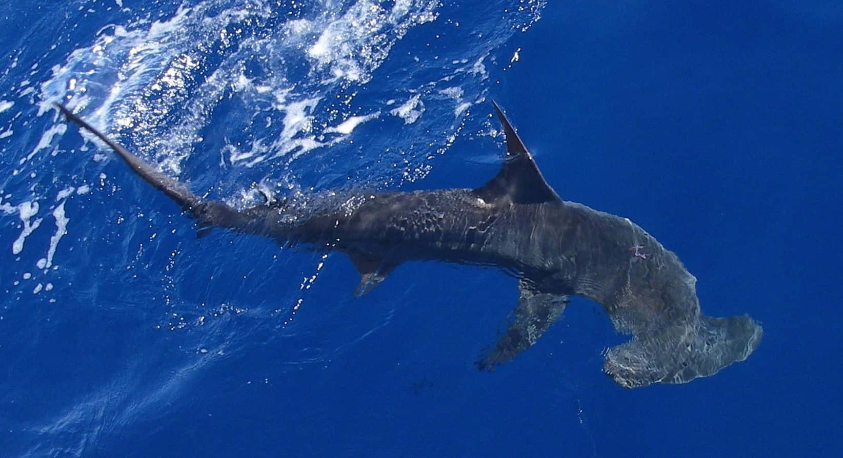A Massive Hammerhead Shark in its Natural Habitat Wallpaper