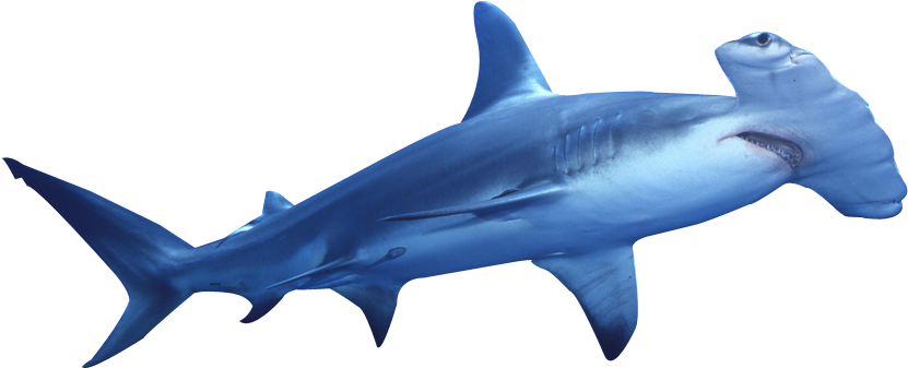 Hammerhead Shark Swimming PNG