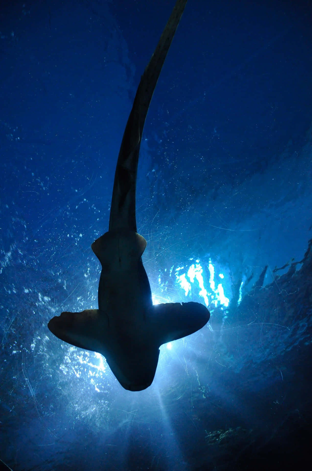 En Hammerhoved Hai Svømmer i Det Oceon Wallpaper