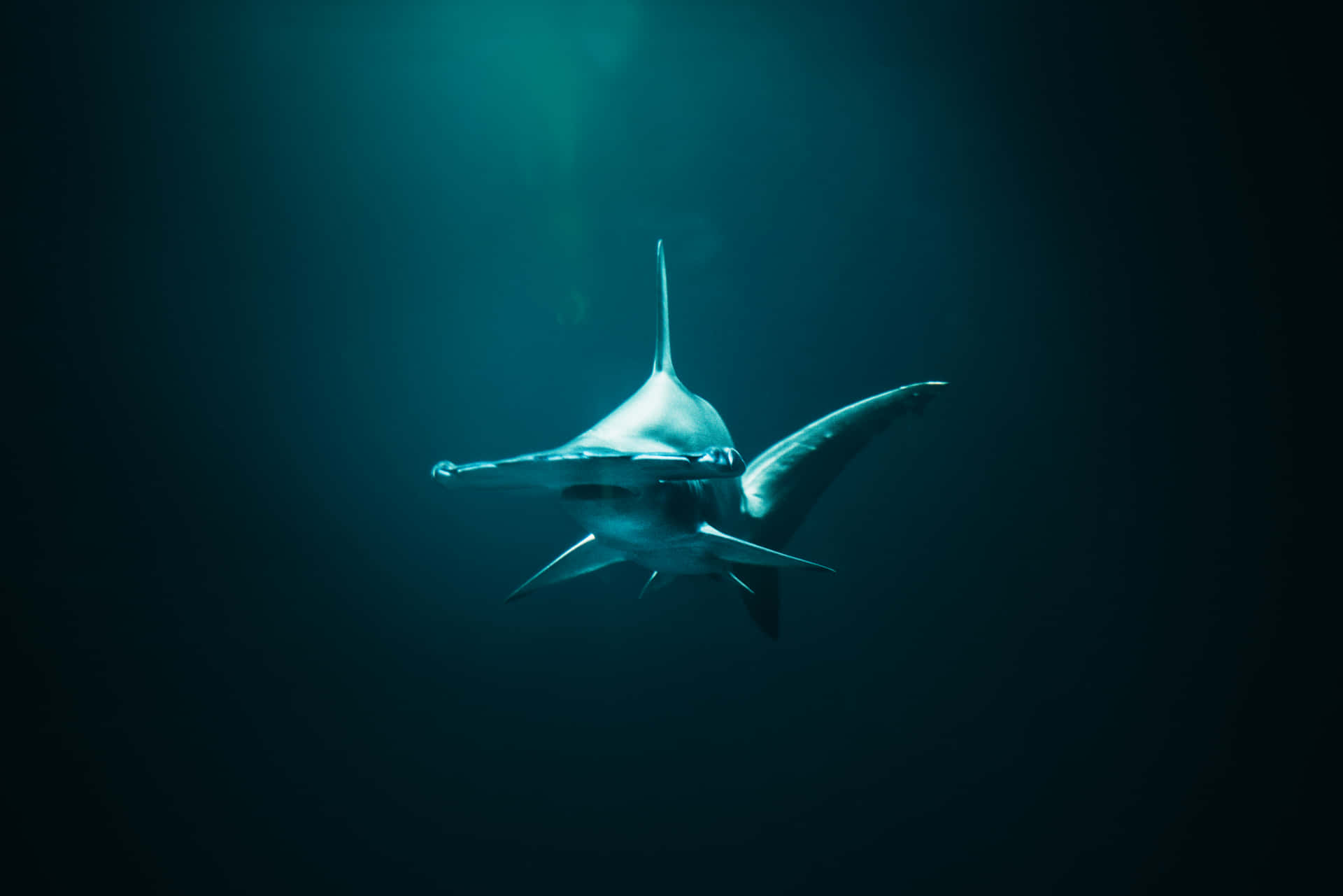 Hammerhead Shark Cruising the Ocean Wallpaper