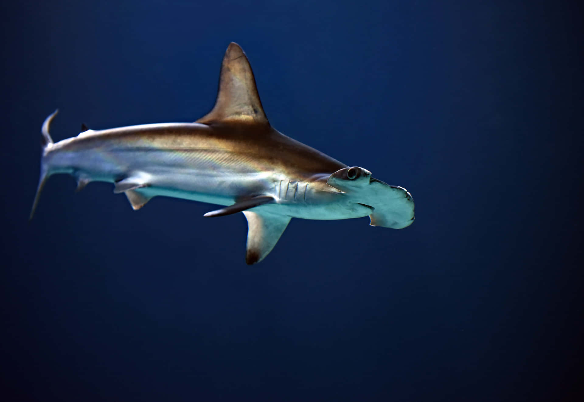 Image  close-up of a large Hammerhead Shark Wallpaper