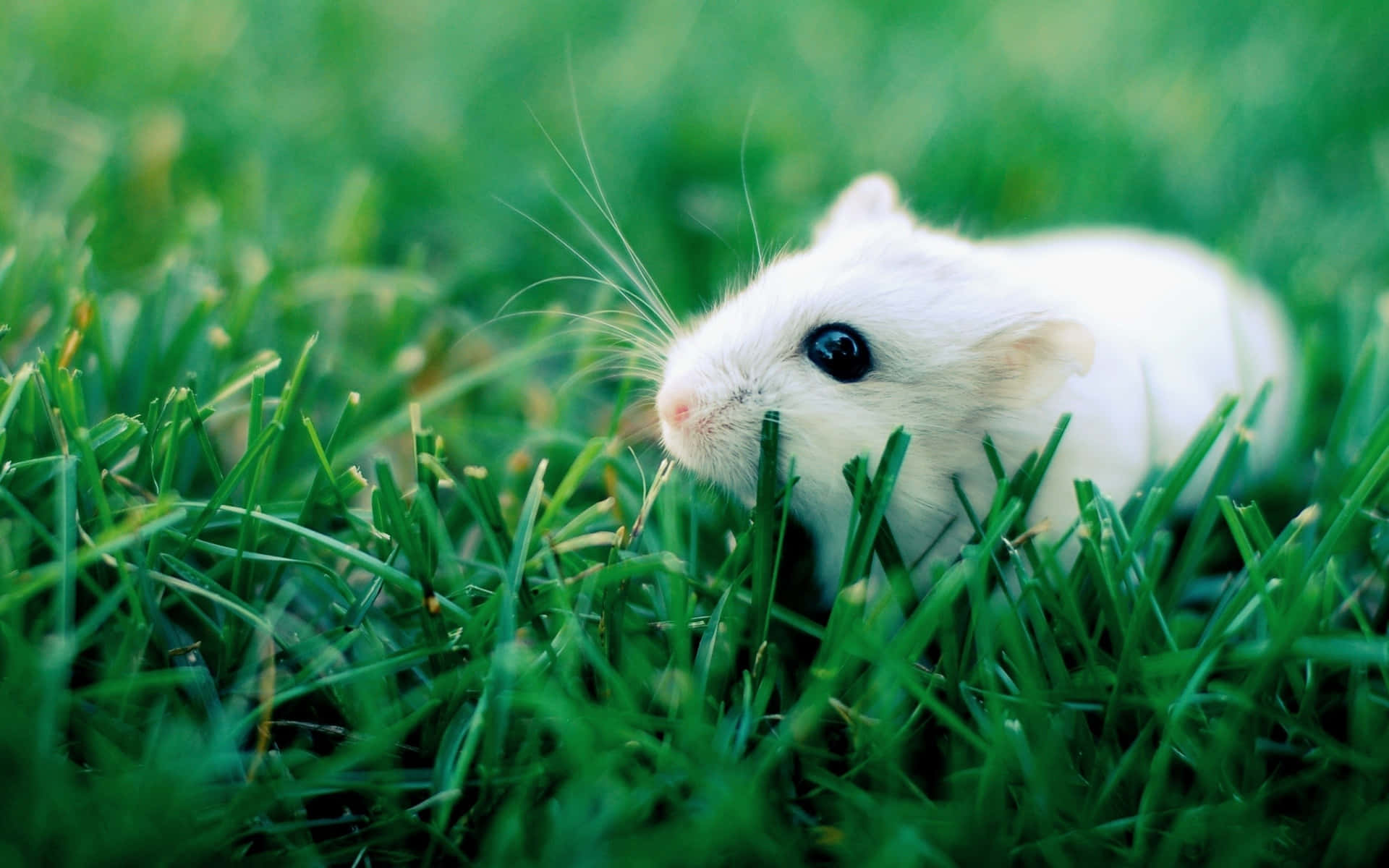 Einweißer Hamster Sitzt Im Gras. Wallpaper