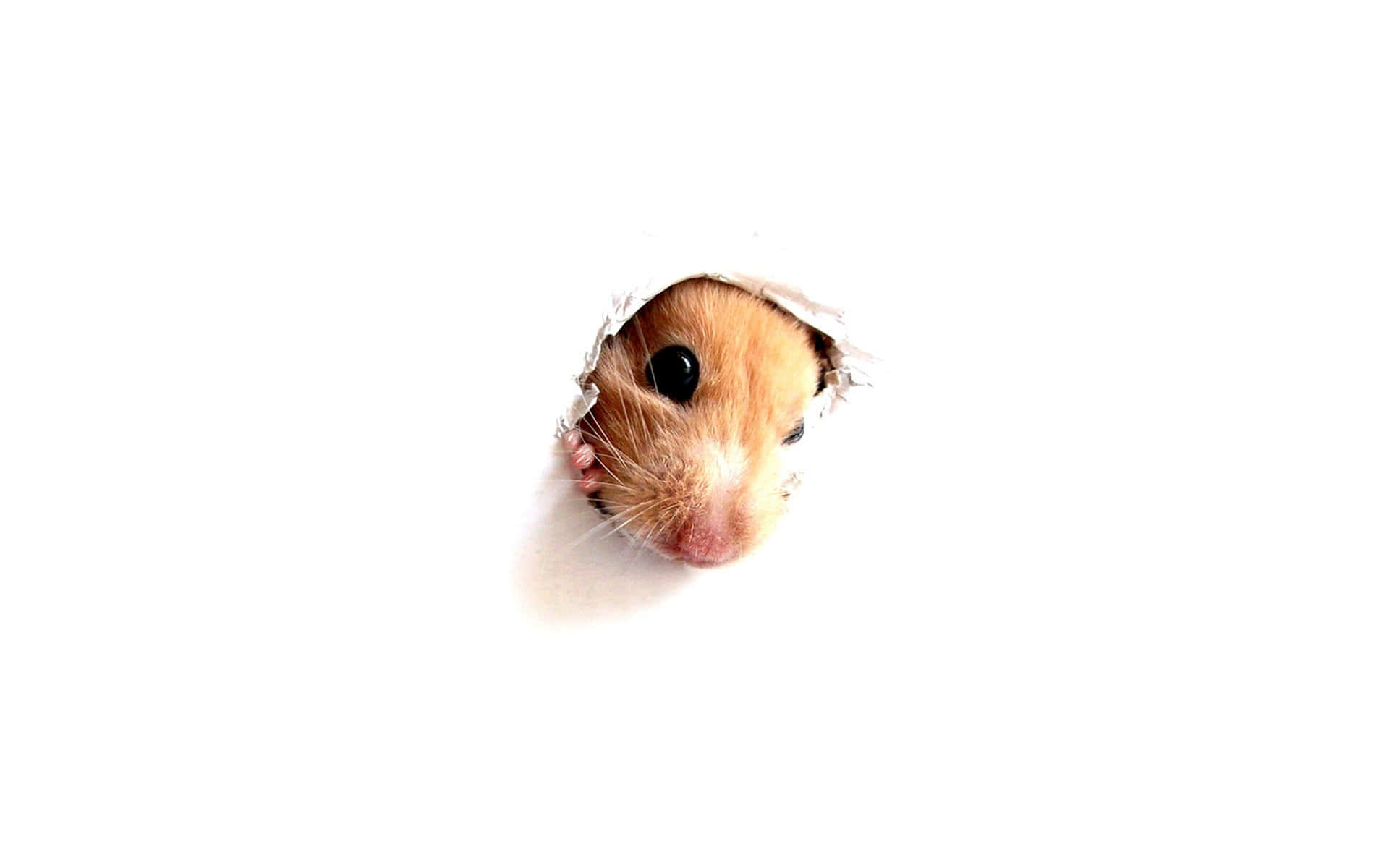 En hamster kigger ud af et hul i væggen Wallpaper