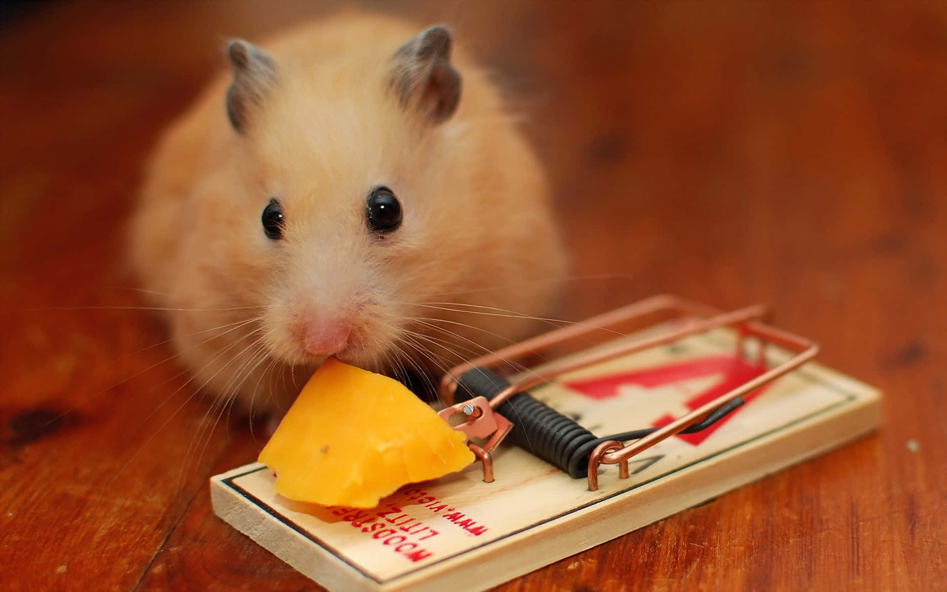 En tilfreds hamster nyder et stykke mad. Wallpaper