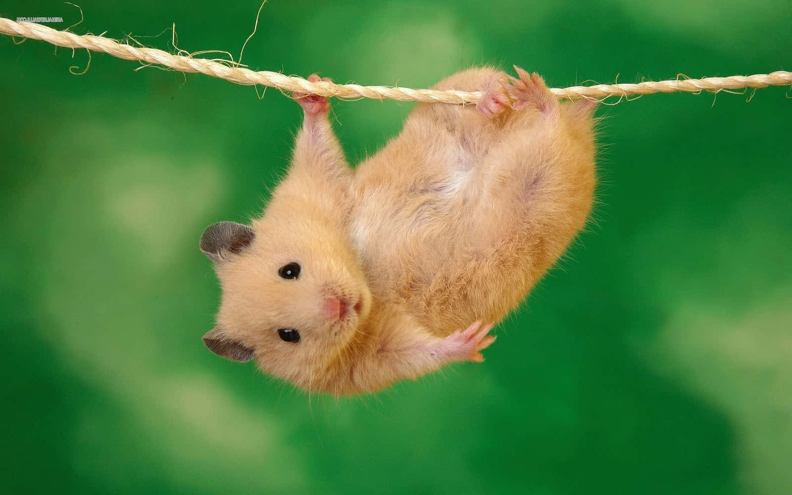 Sød hamster hænger med hovedet ned Wallpaper