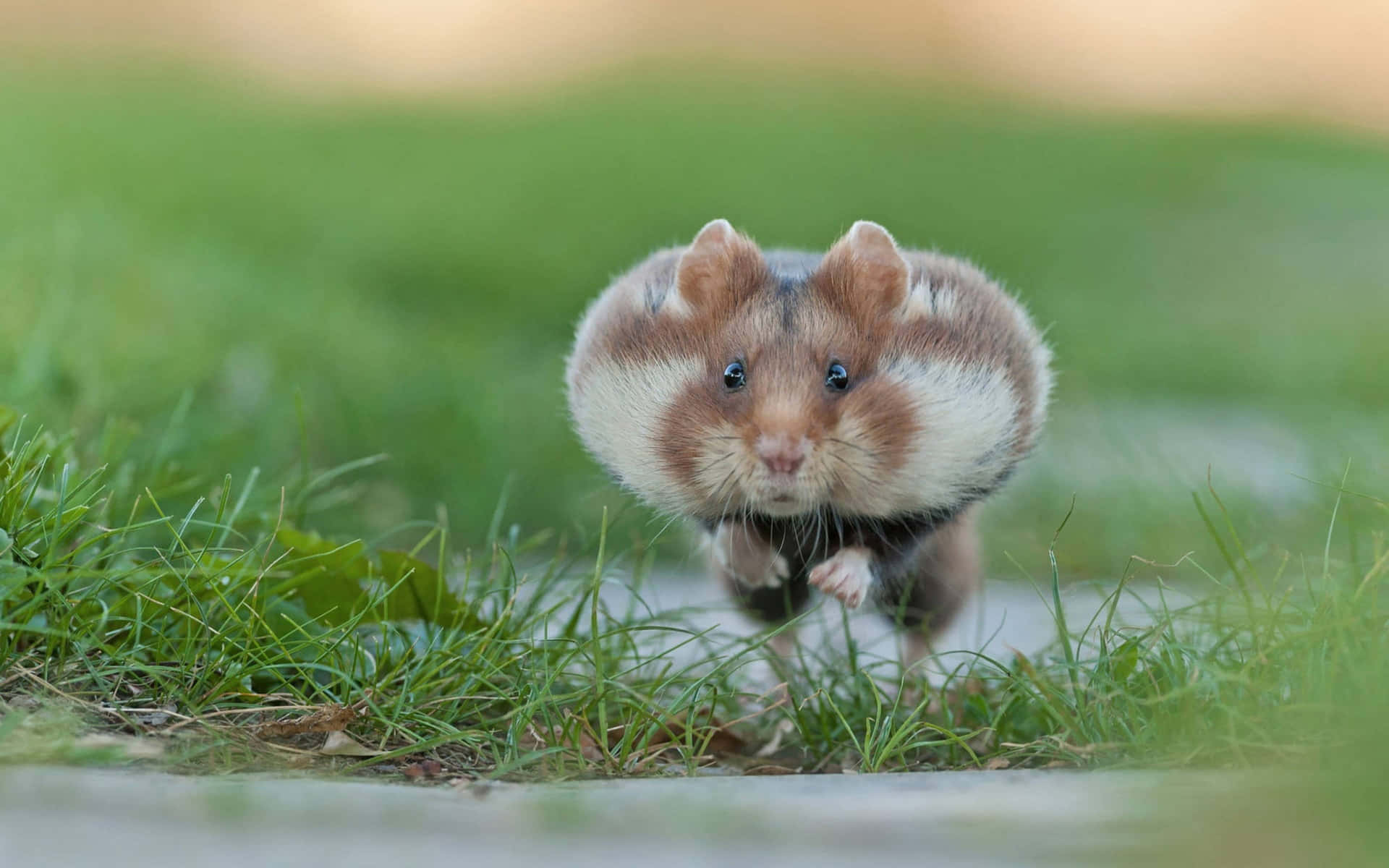 Vild hamster løbende græsmark Wallpaper