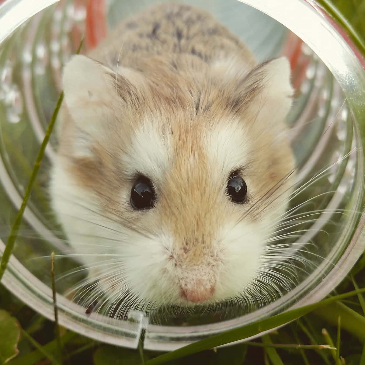 Den sødeste hamster, du nogensinde har set! Wallpaper