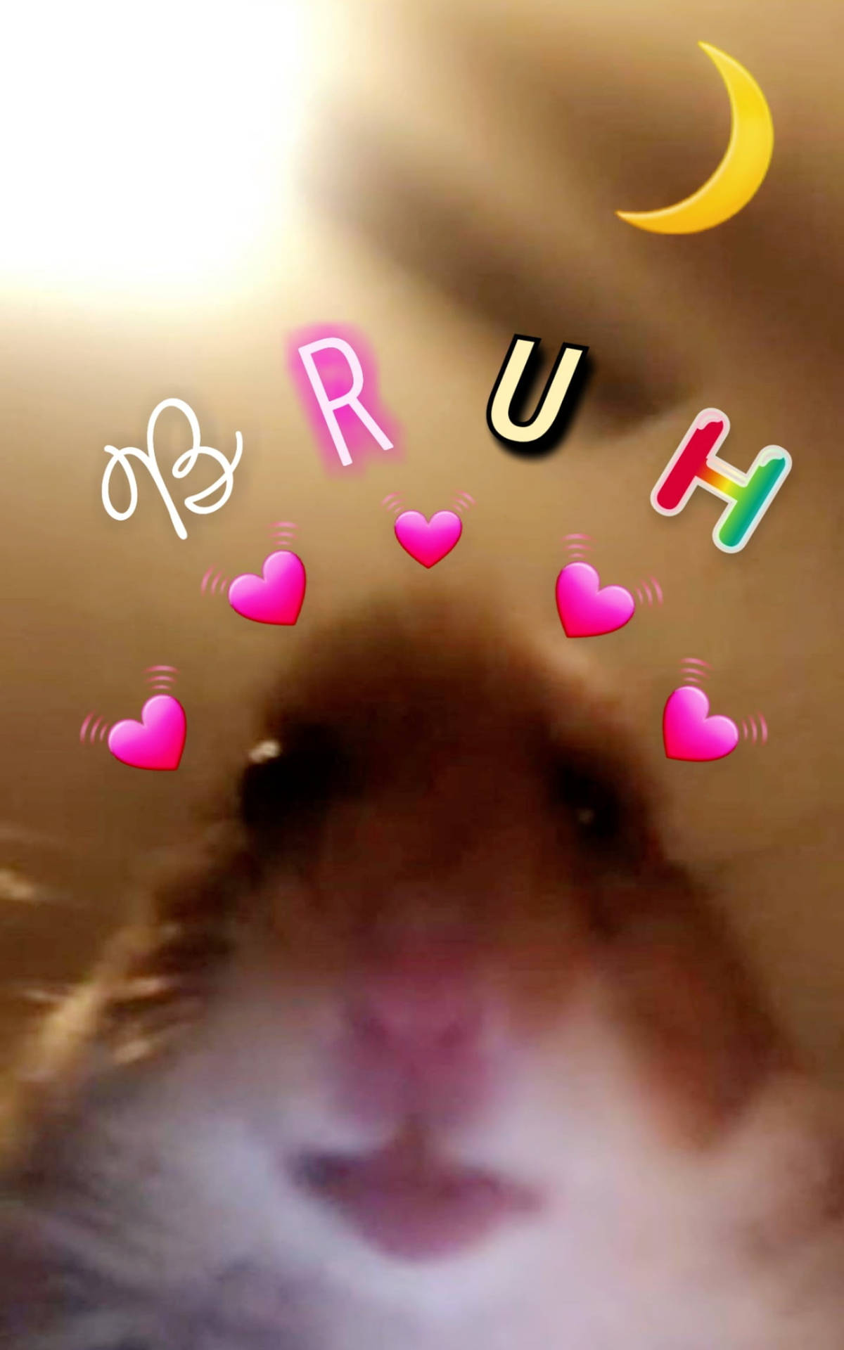 Hamster Bruh Hearts Meme Wallpaper