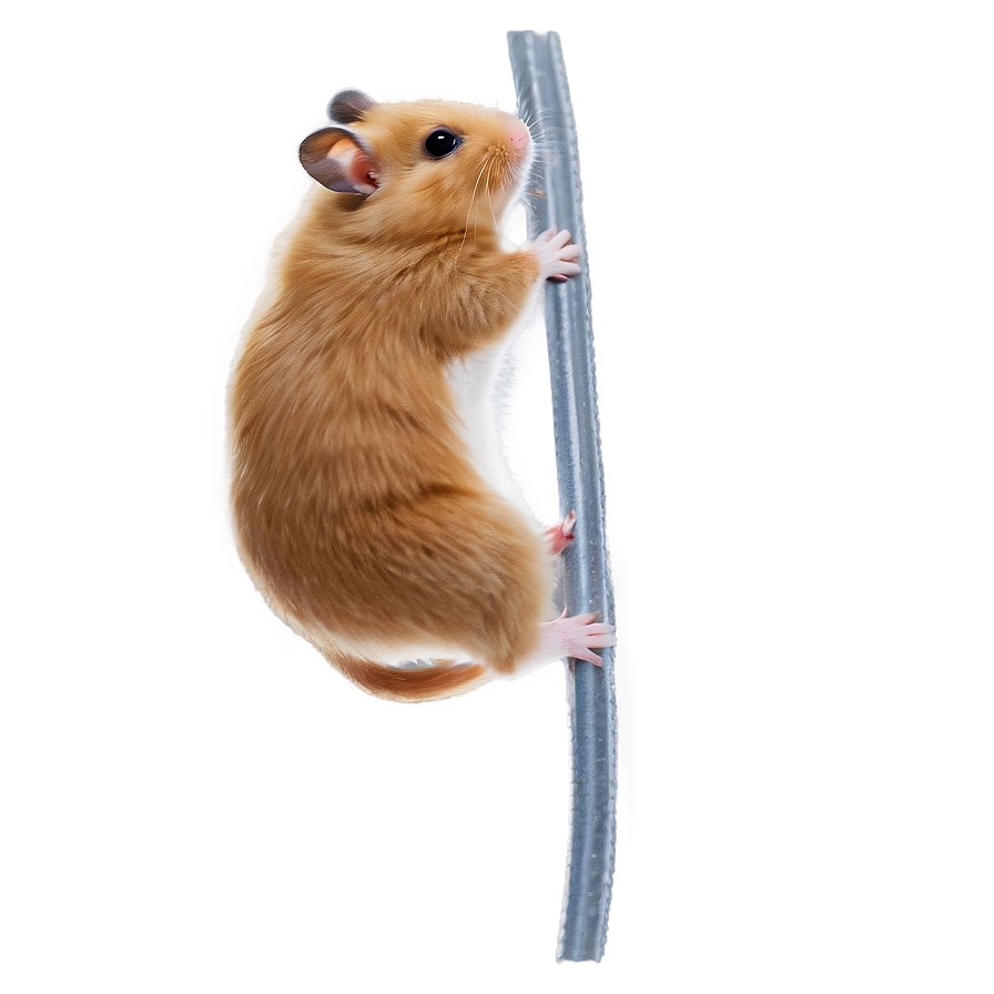 Hamster Climbing Png Ldf28 PNG