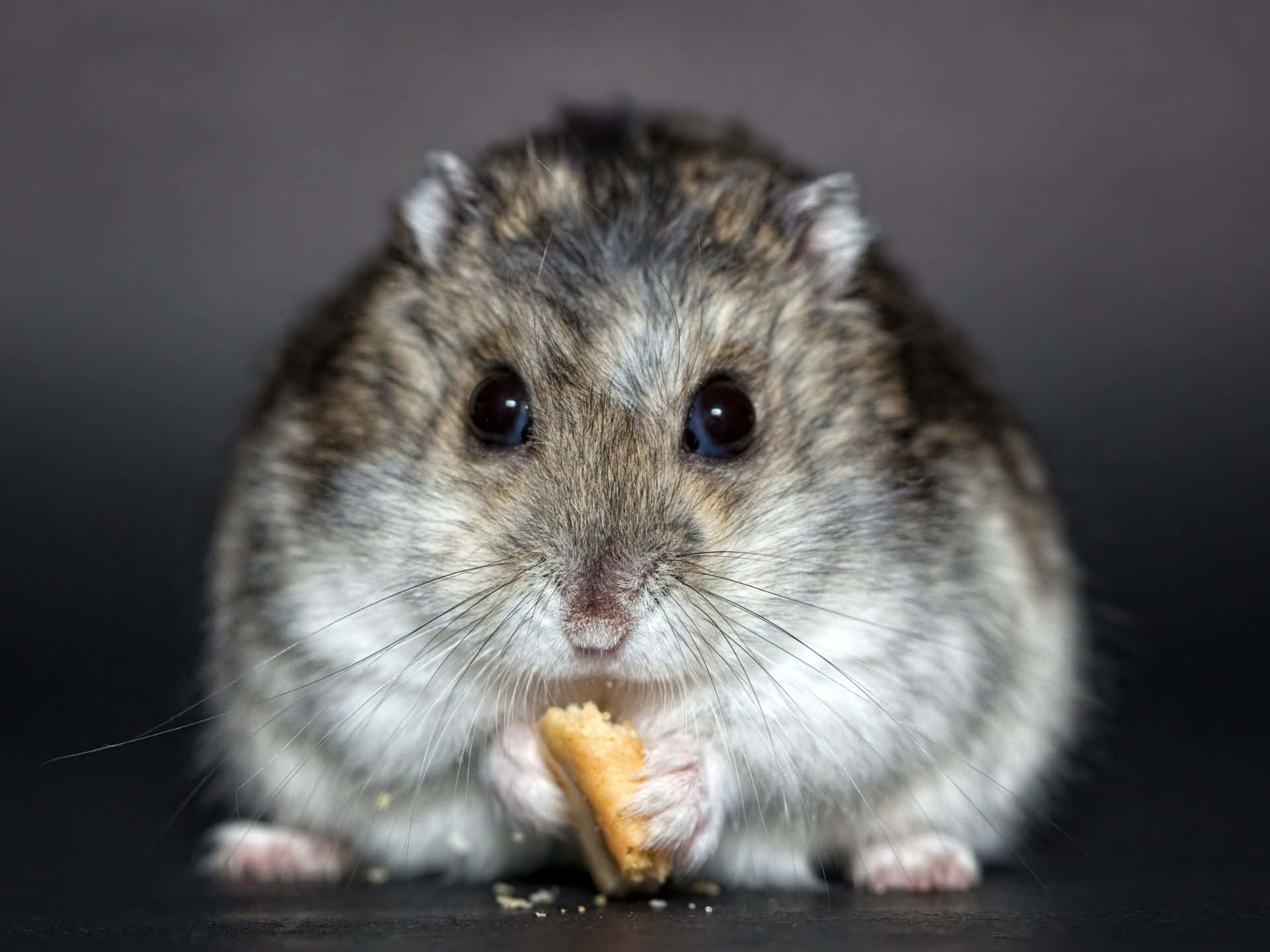 Hamster Eating Treat Wallpaper
