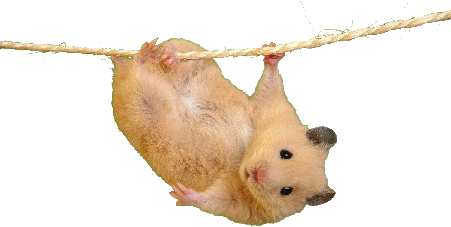 Hamster Hanging From Rope PNG