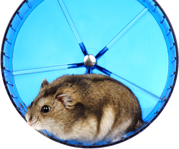 Hamster In Blue Wheel.jpg PNG