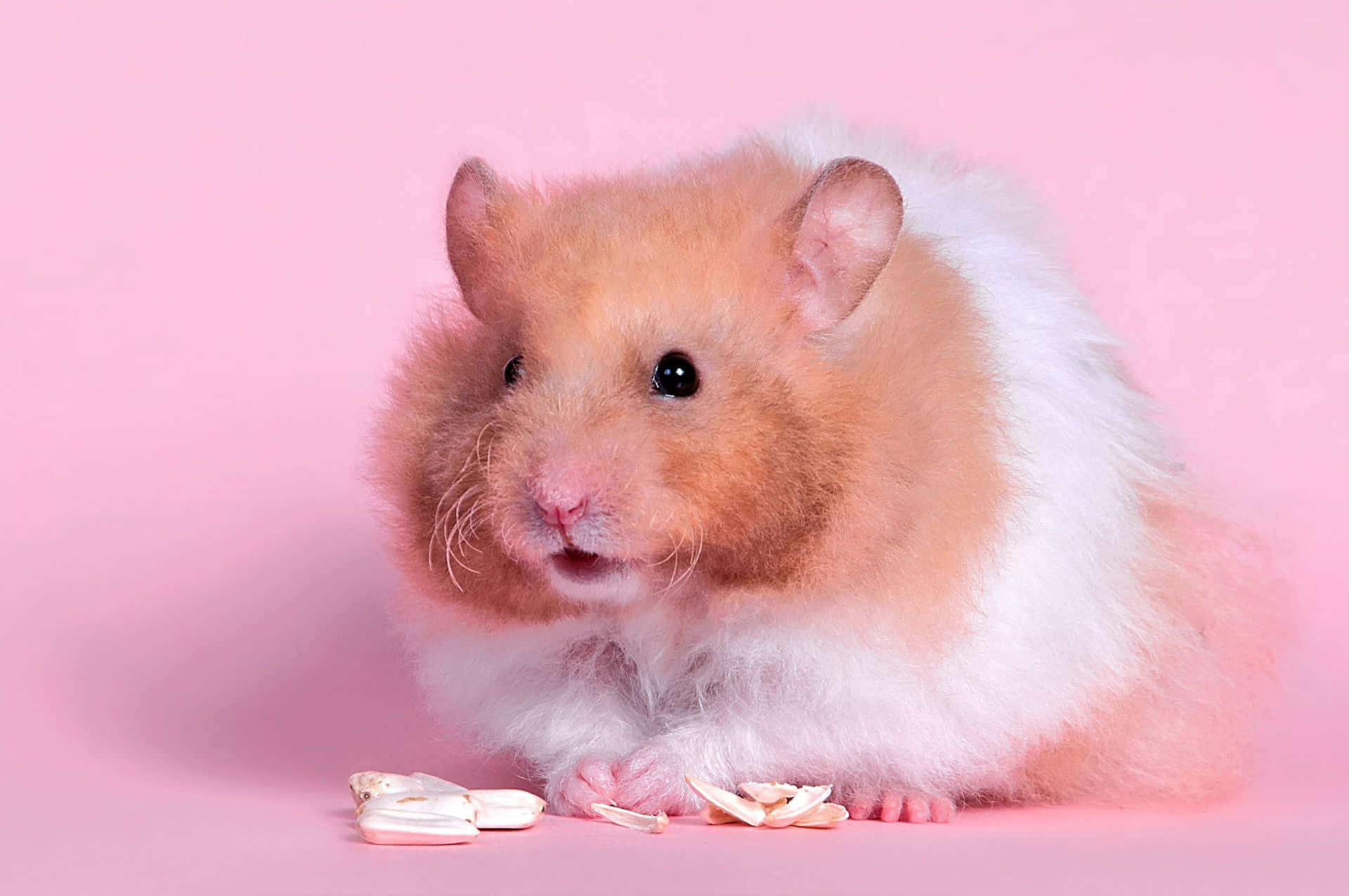 Denne legesyge, uartige hamster har det bedste tidspunkt i sit liv! Wallpaper