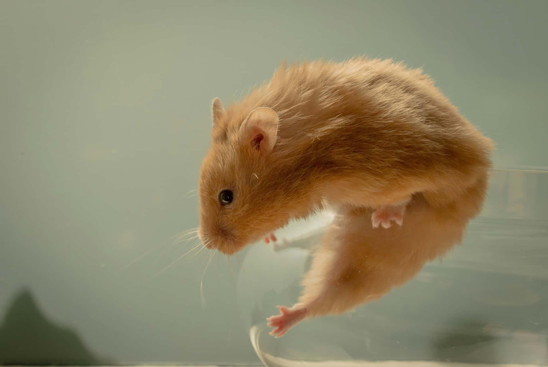 Hamster Leaping Off Edge Wallpaper