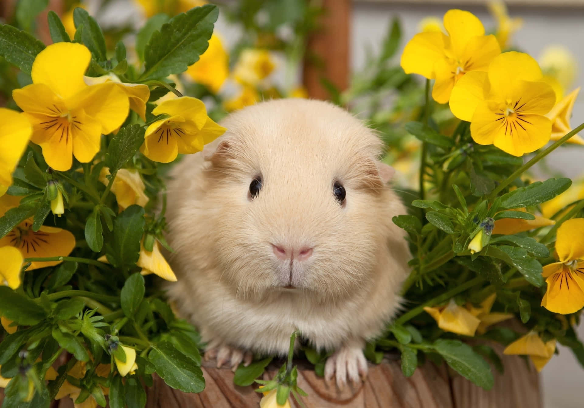 Süßwie Ein Knopf - Dieses Kleine Hamster Ist Bereit Für Einen Spaziergang. Wallpaper