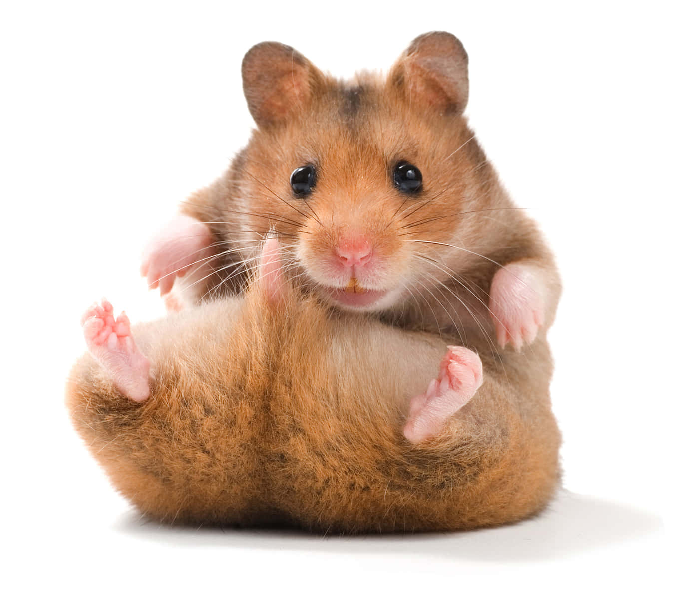 Denne fluffige hamster er en bunke af sødhed! Wallpaper