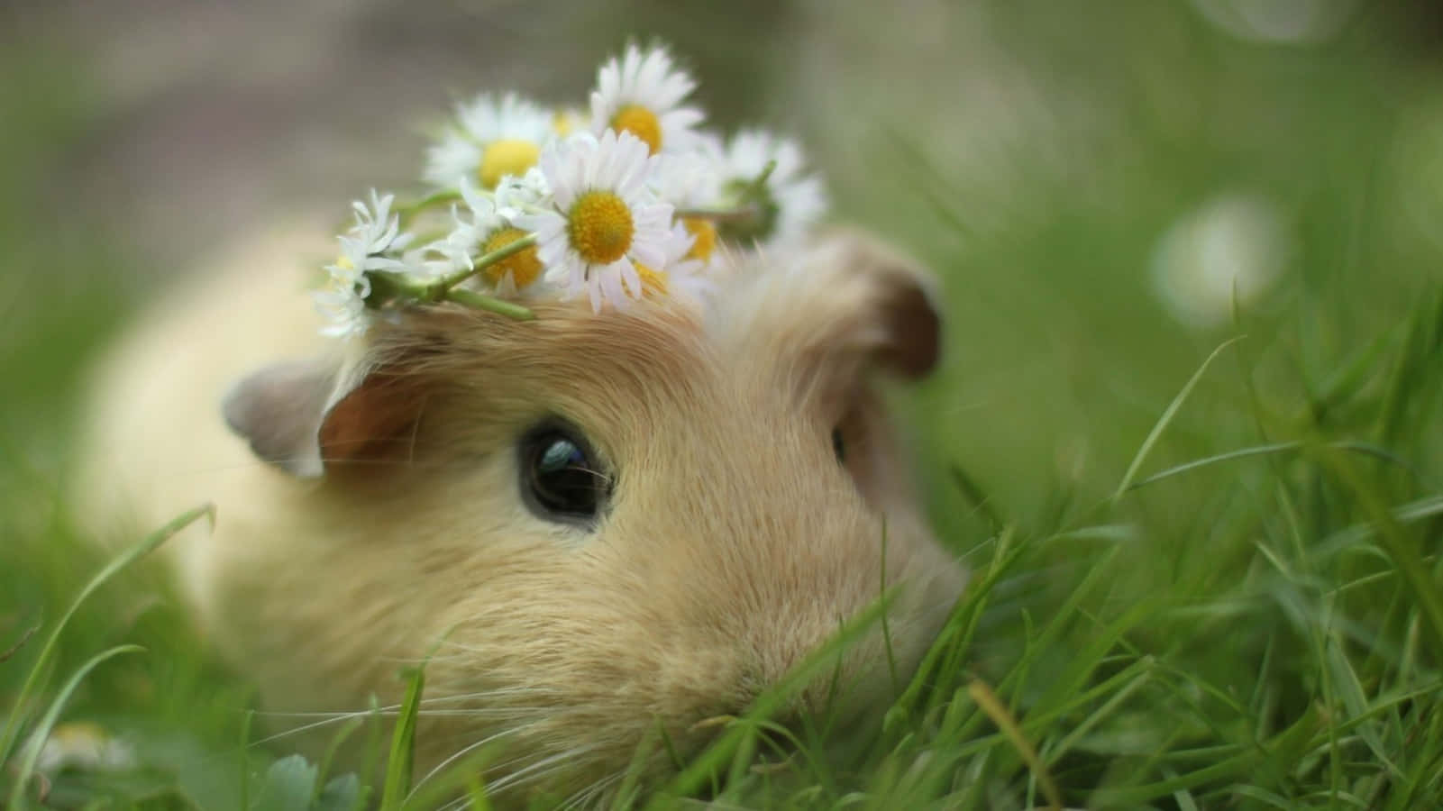 An adorable hamster ready for a hug