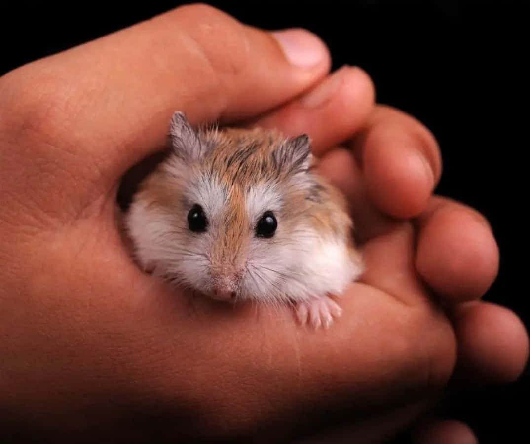 A cute hamster ready to play!