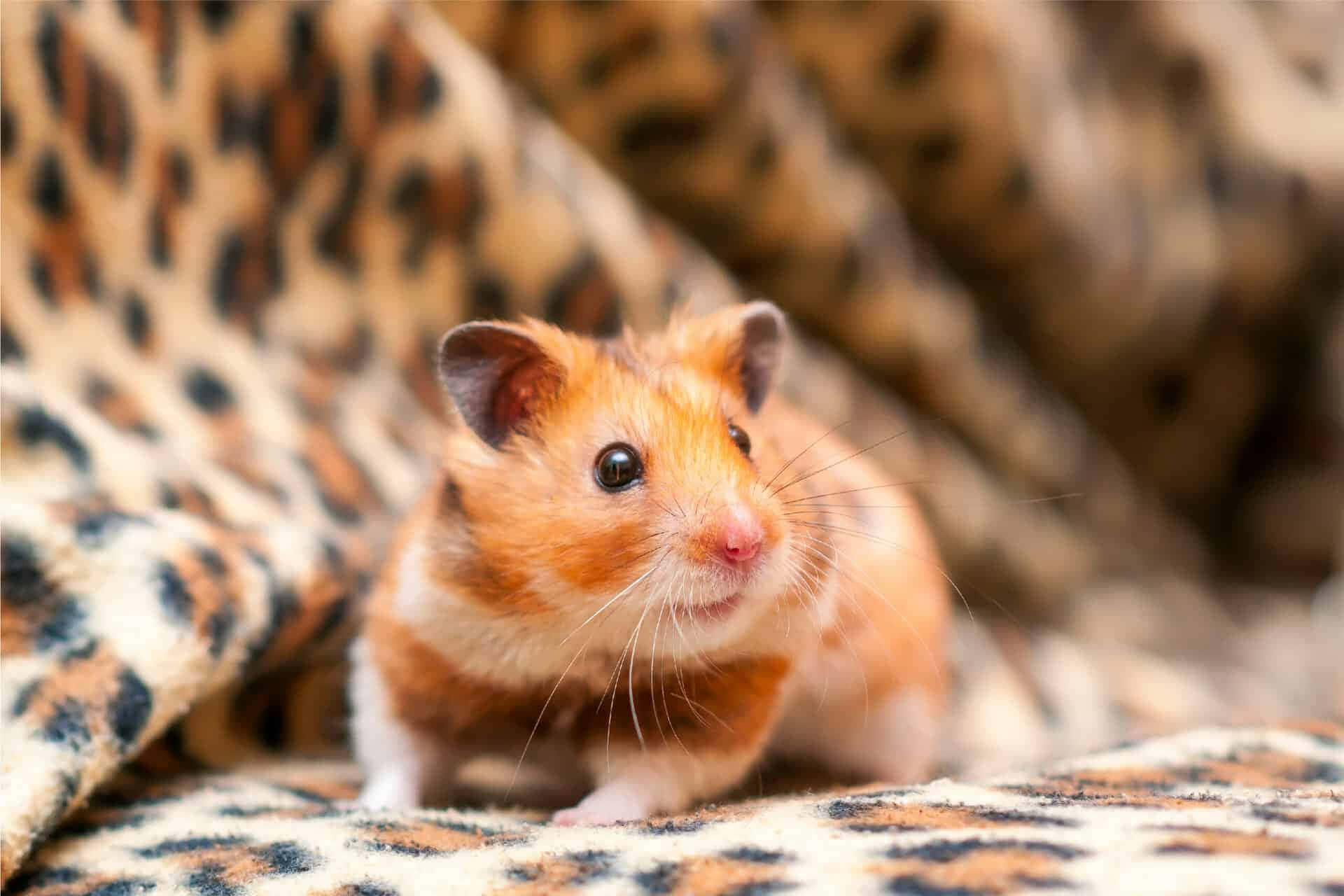 Bilddieser Entzückende Hamster Ist Bereit Für Ein Nickerchen.