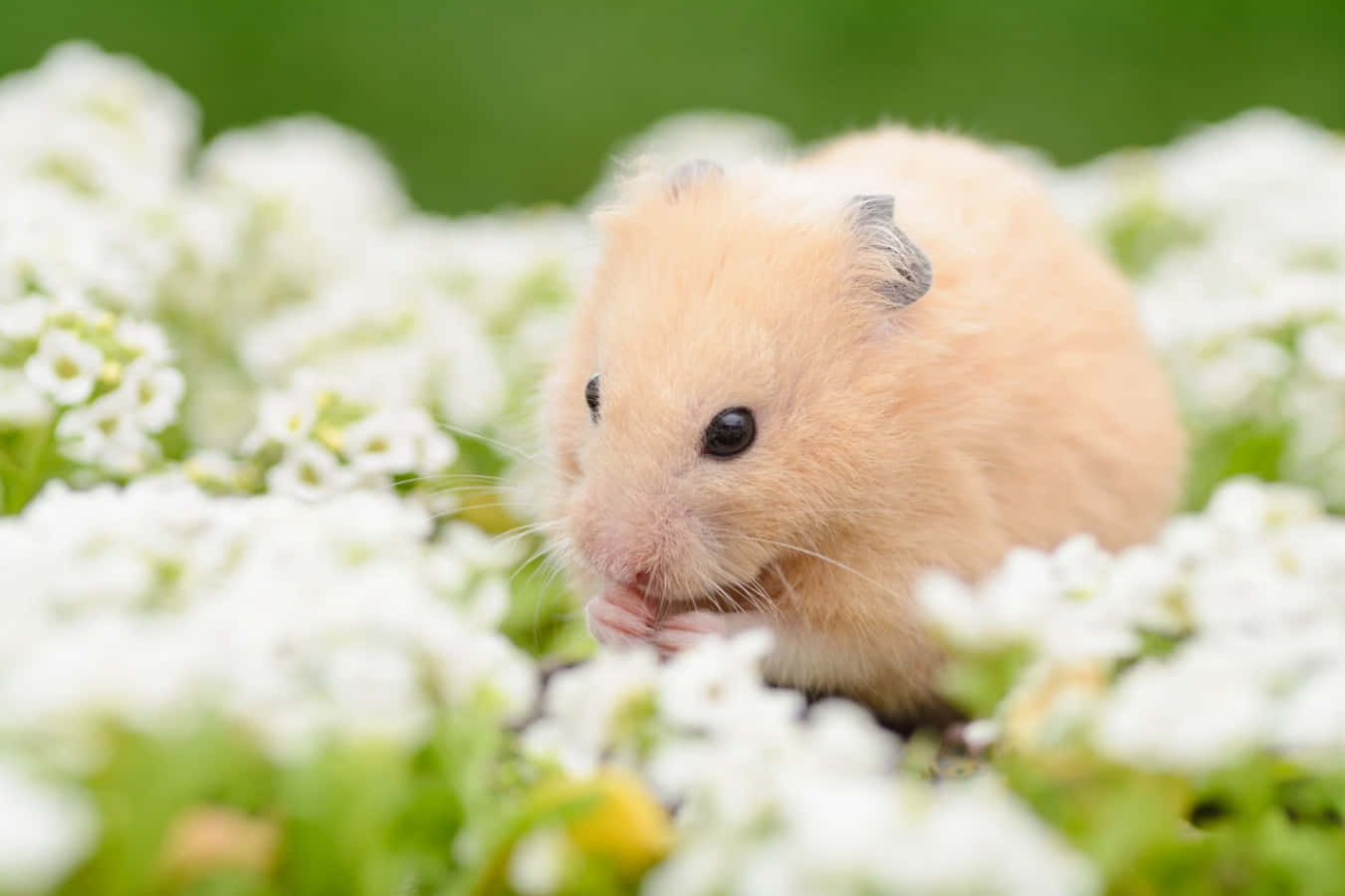 A cute hamster enjoying a tasty treat.