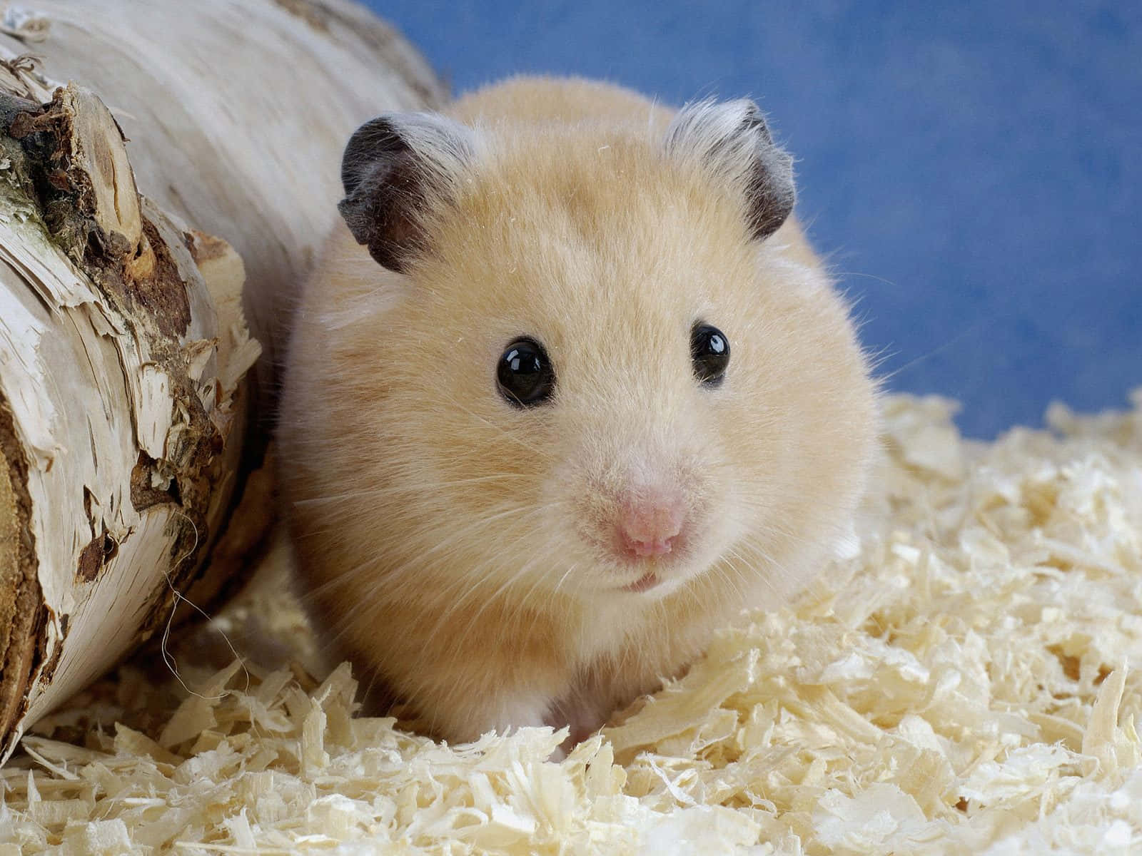 Hamsters - Hamsters For Sale