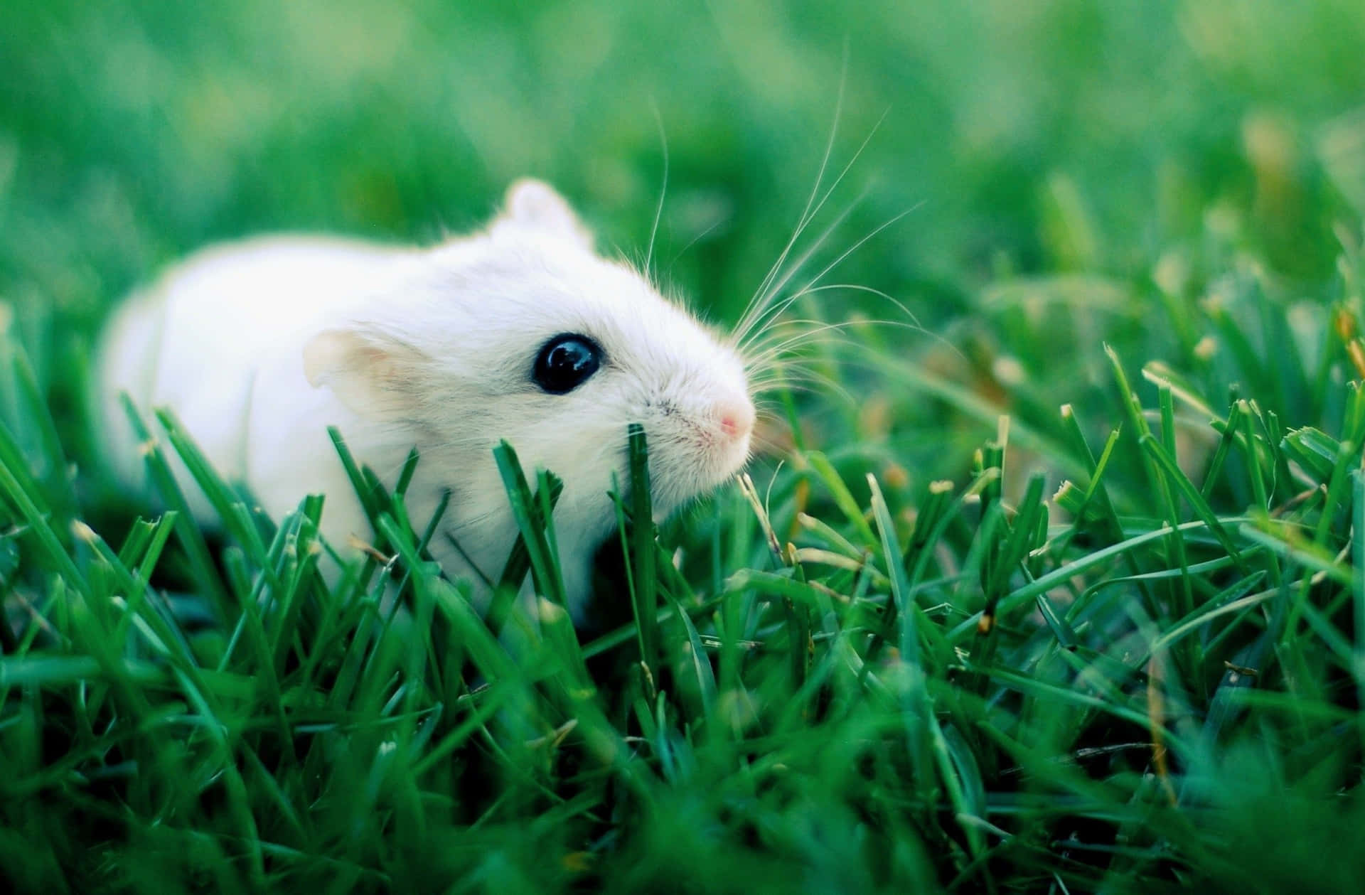 Sötoch Aktiv Hamster Redo Att Utforska Sitt Nya Hem