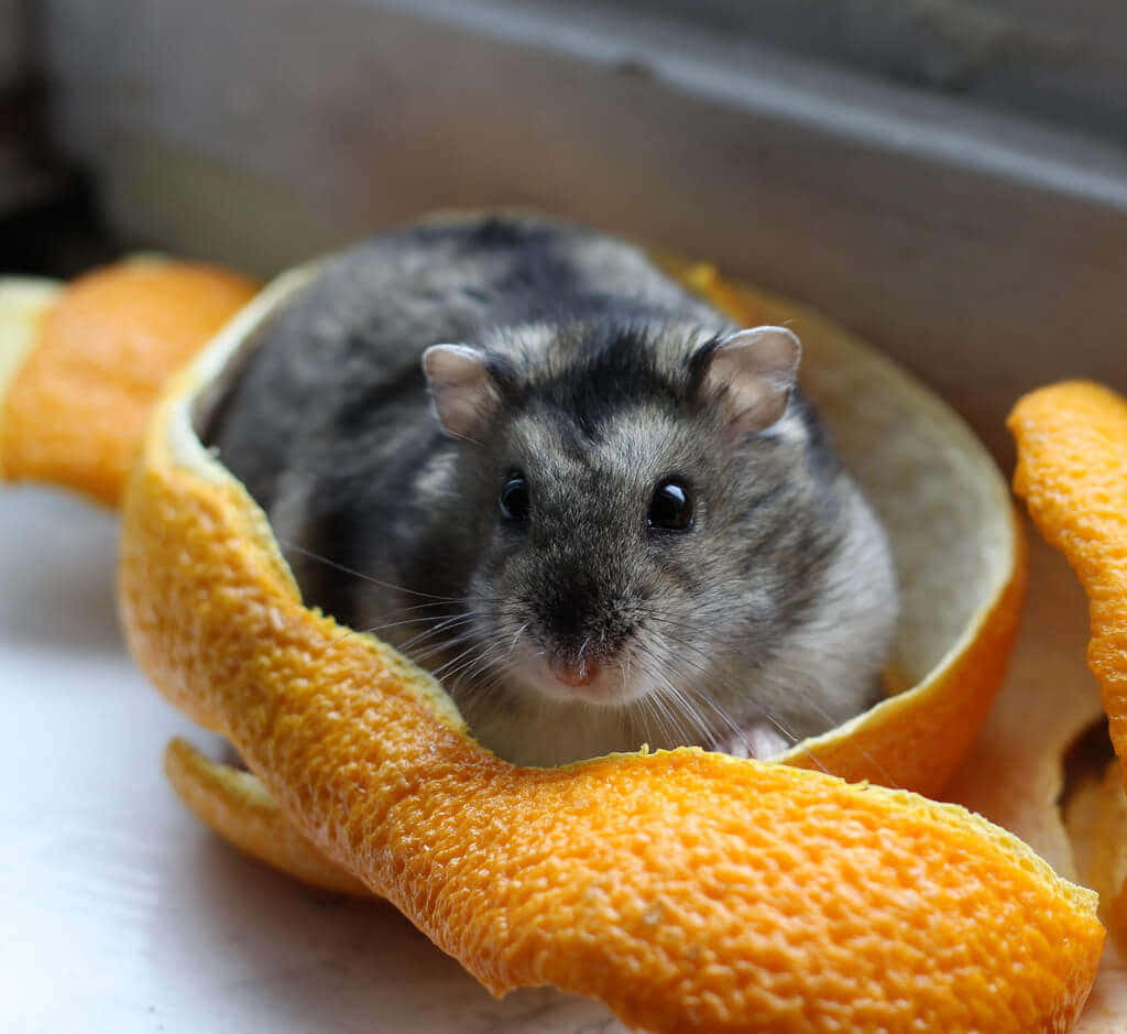 A Hamster In An Orange Peel