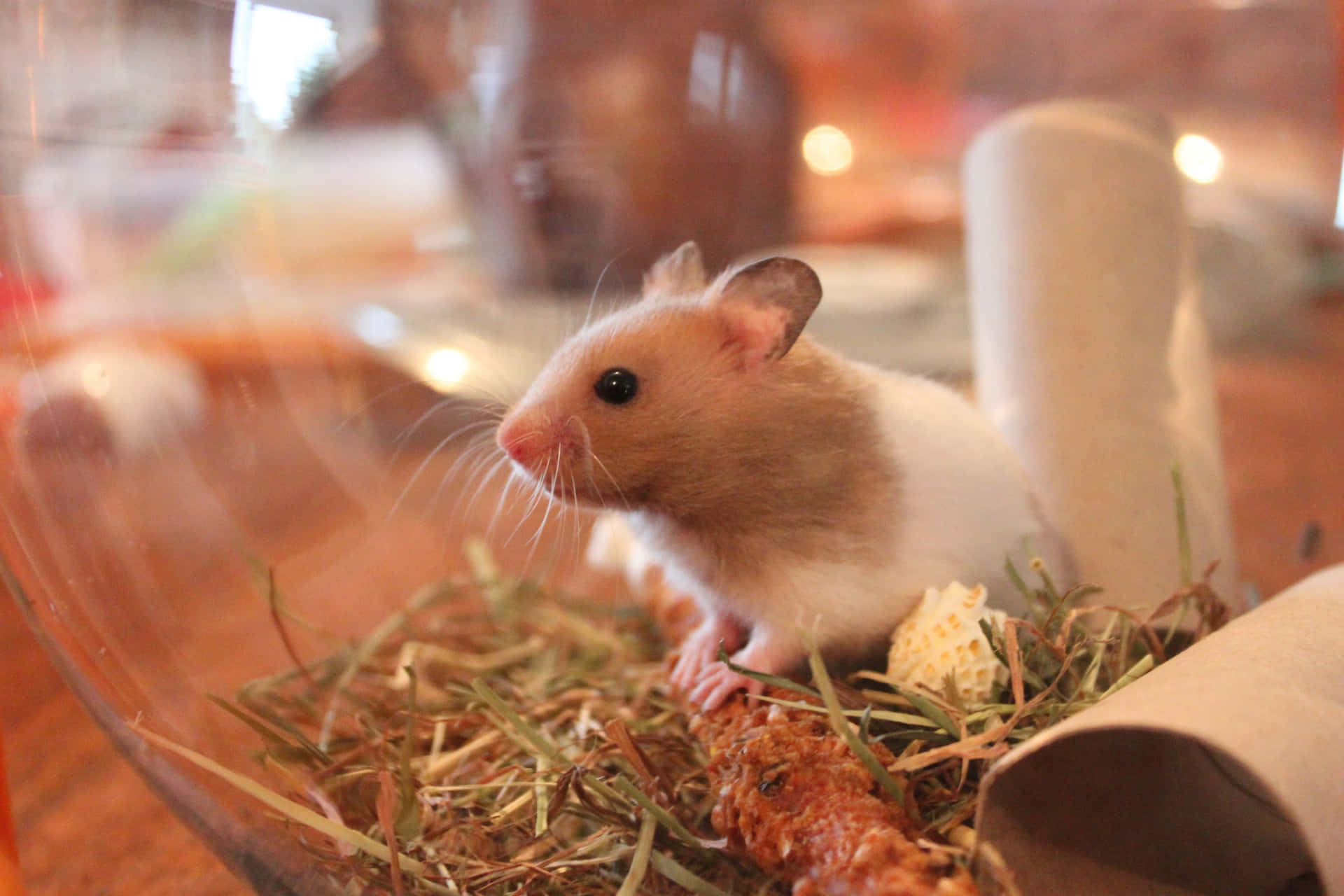 An Adorable Hamster Squeaks For Attention