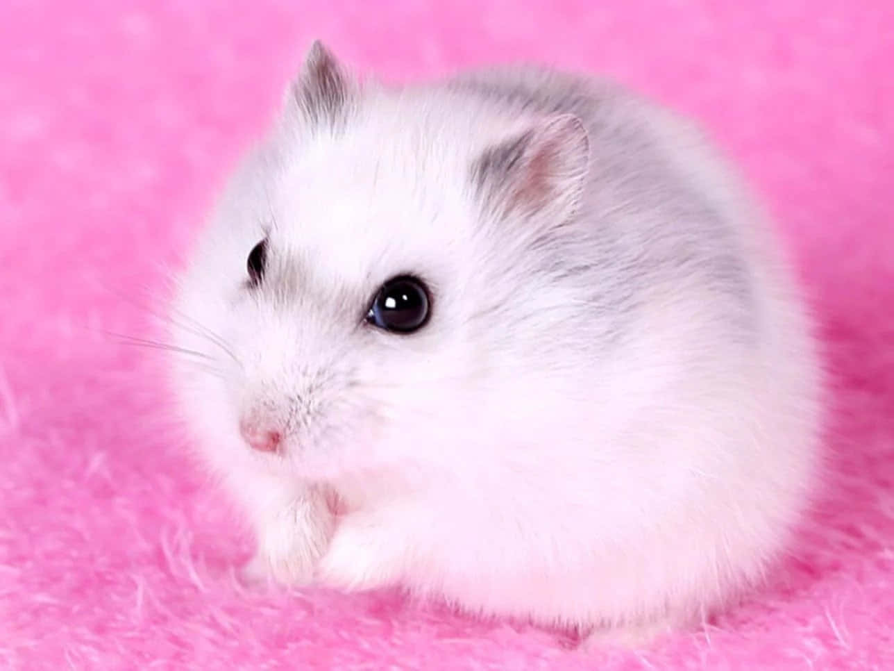 A White Hamster Sitting On A Pink Background