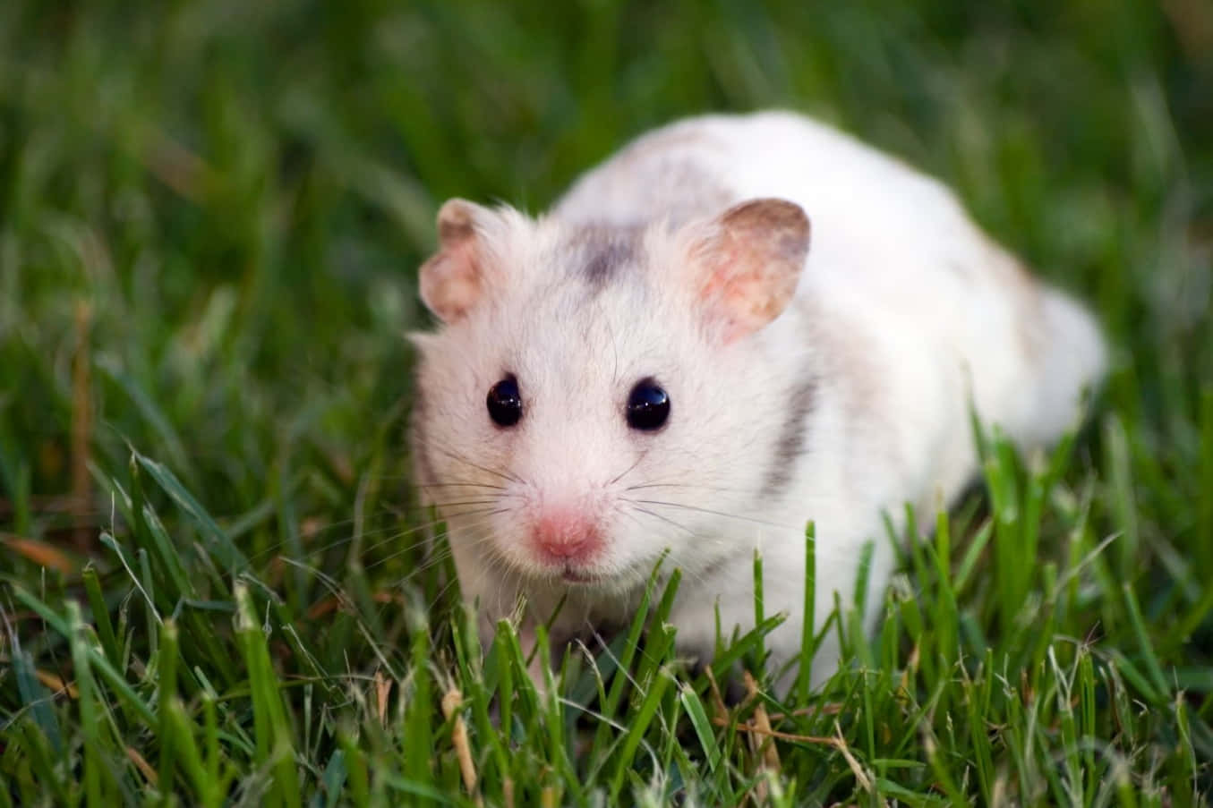 A White And Brown Hamster Is Walking Through The Grass