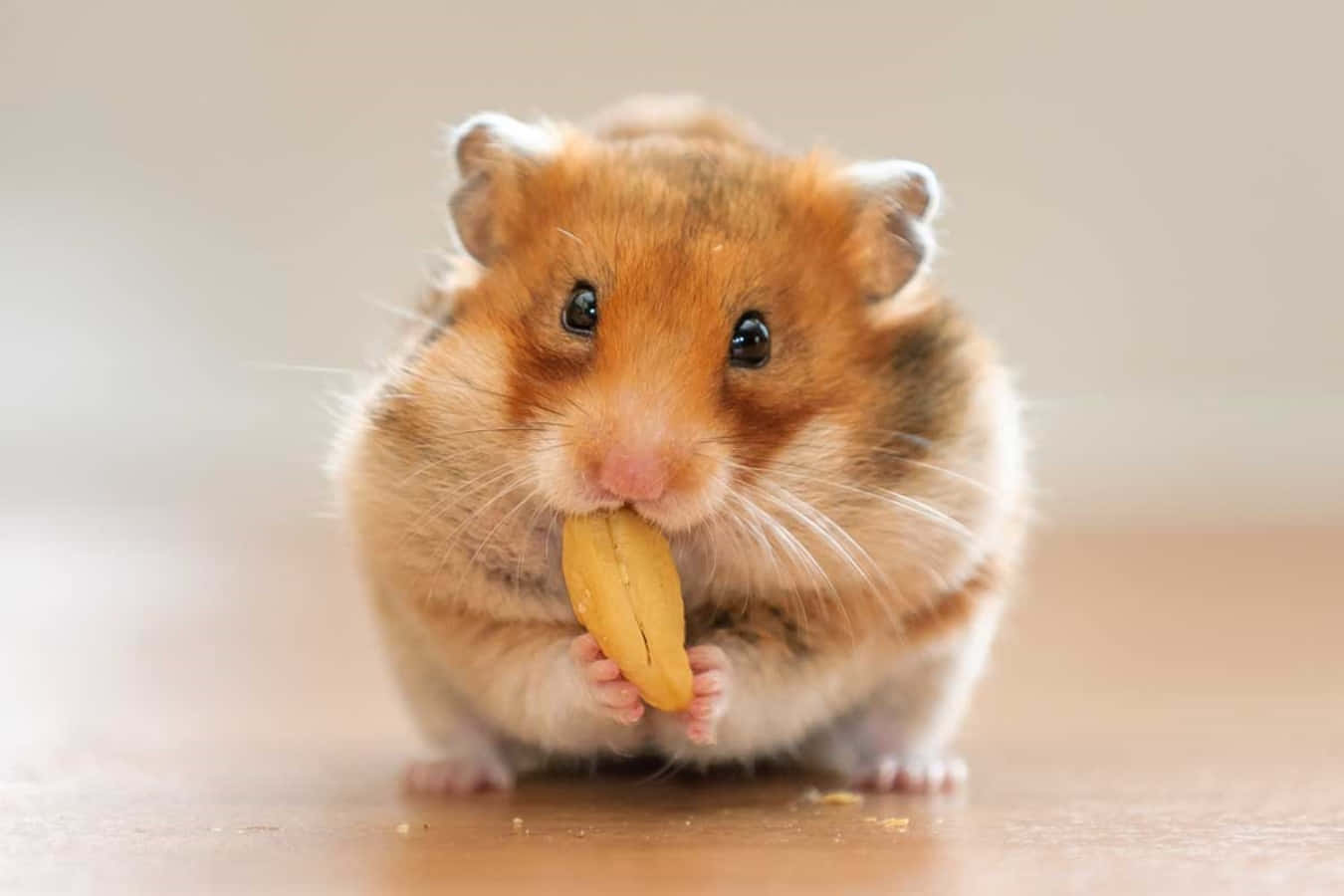 Adorable Hamster Enjoying Breakfast