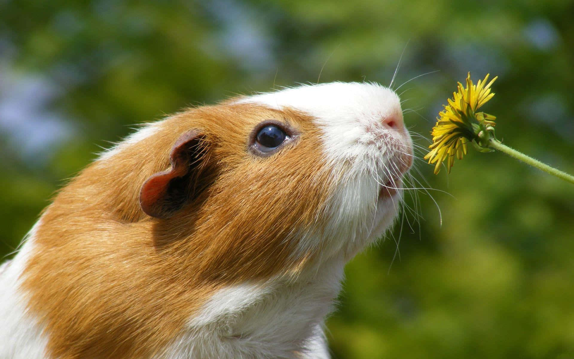 A tiny hamster enjoying a snack.
